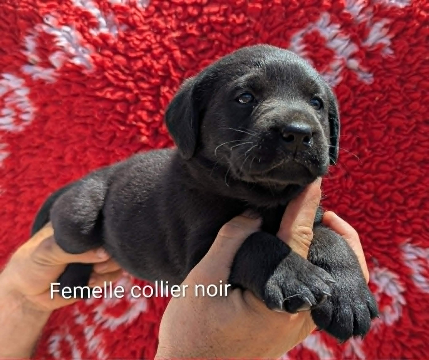 Du Domaine Charlésien - Chiots disponibles - Labrador Retriever