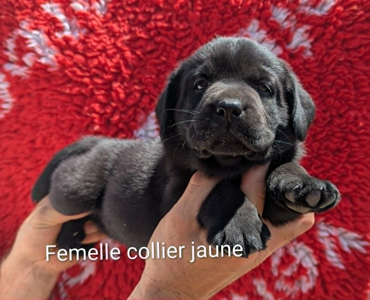 Du Domaine Charlésien - Chiots disponibles - Labrador Retriever
