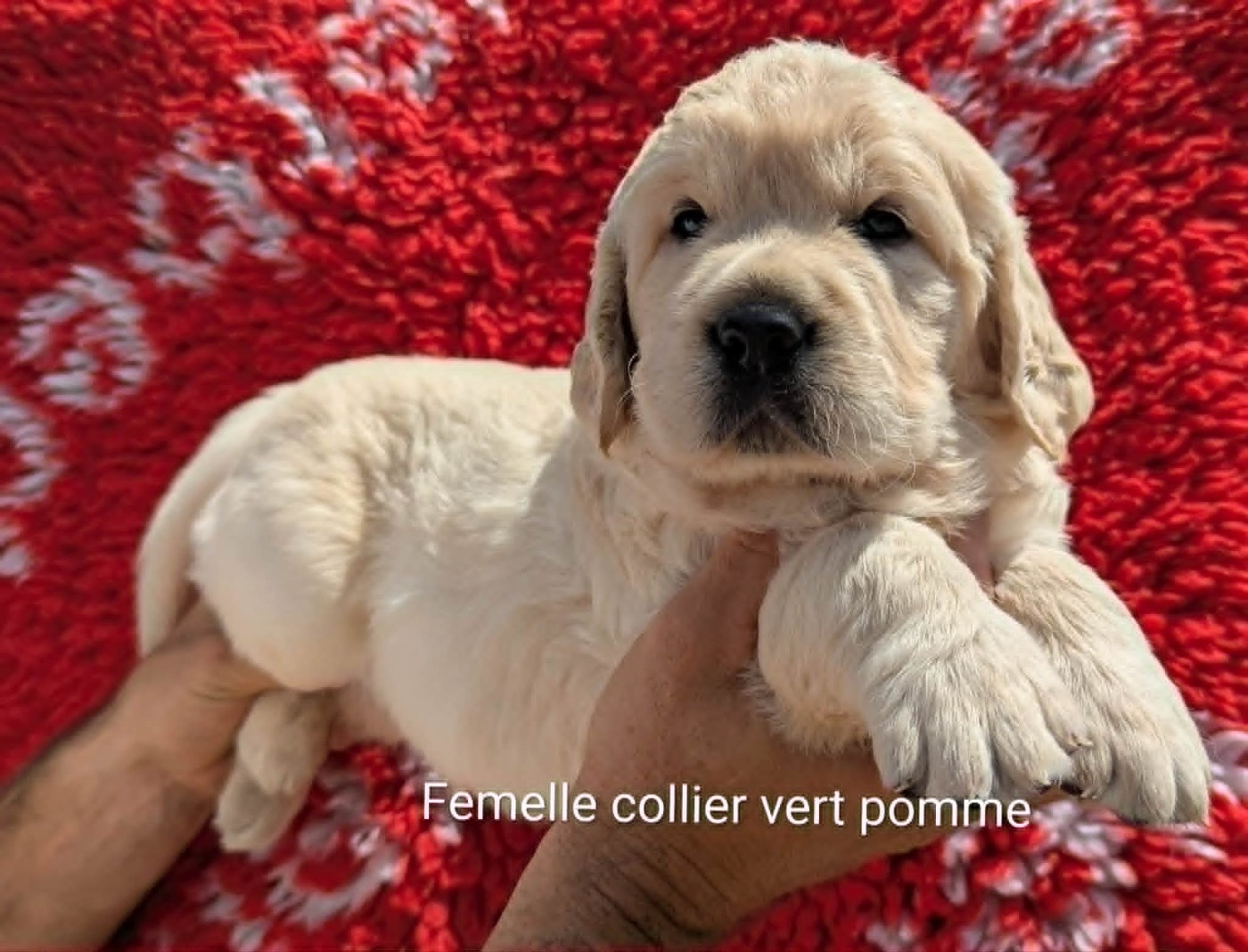 Du Domaine Charlésien - Chiots disponibles - Golden Retriever