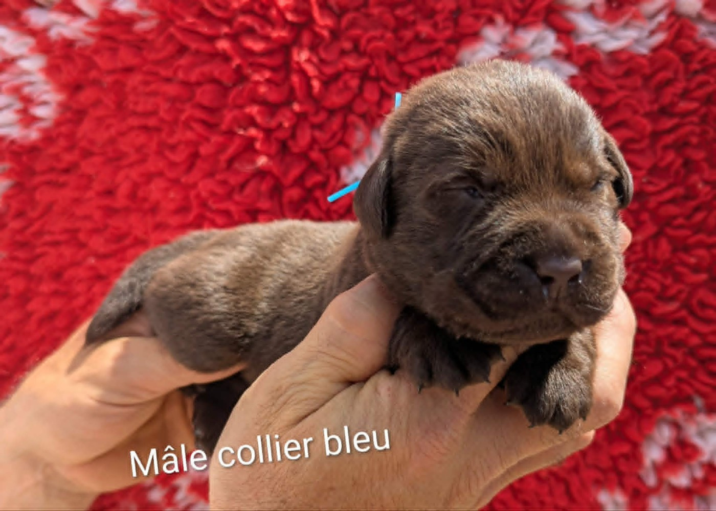 Du Domaine Charlésien - Chiots disponibles - Labrador Retriever