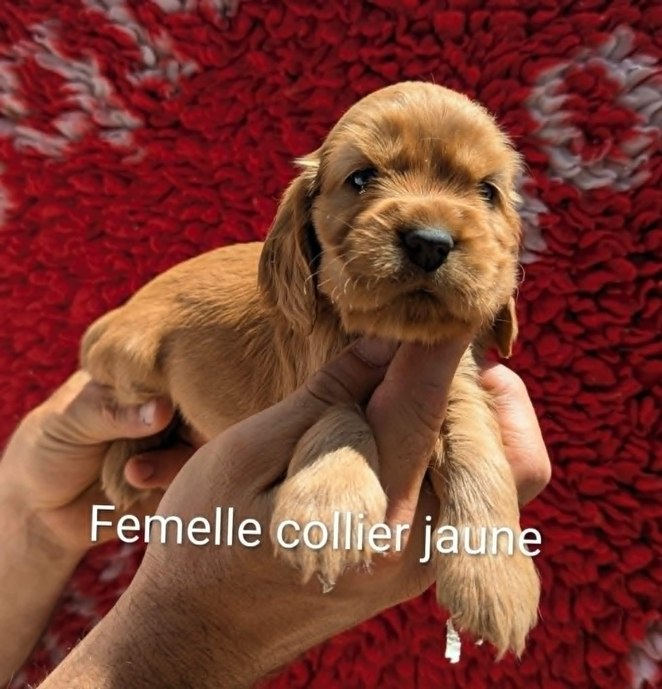Du Domaine Charlésien - Cocker Spaniel Anglais - Portée née le 30/05/2026