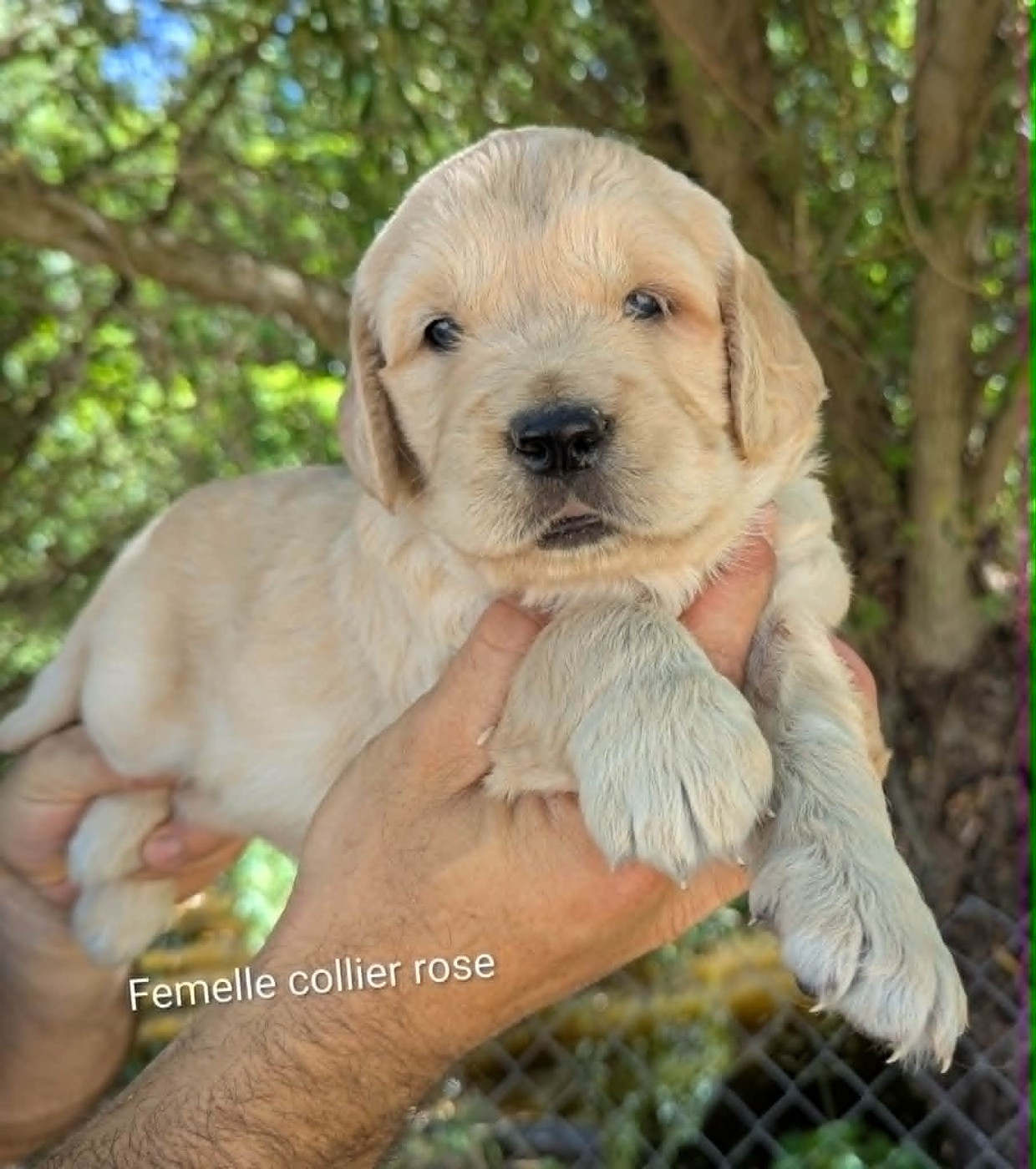 Du Domaine Charlésien - Chiots disponibles - Golden Retriever