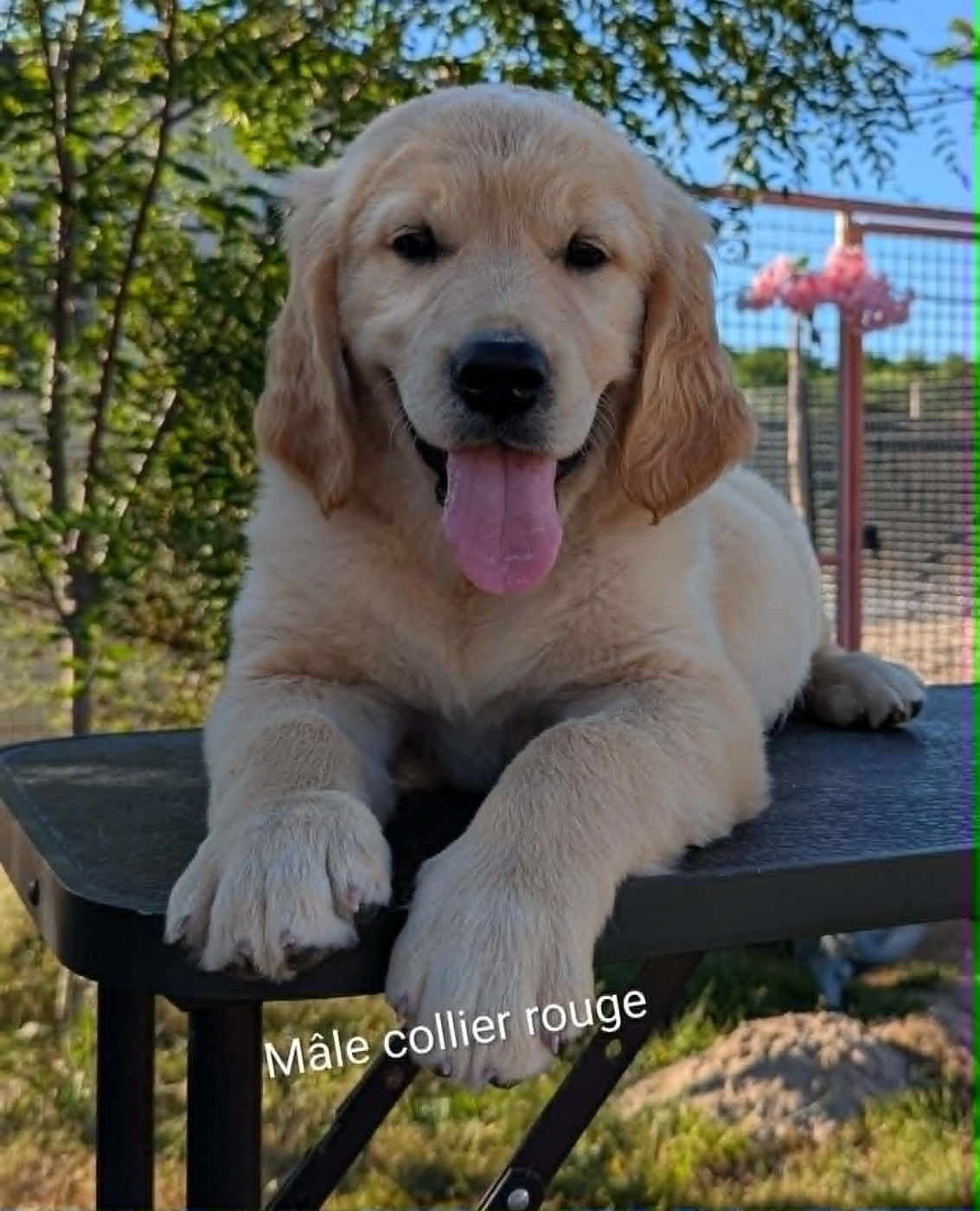 Du Domaine Charlésien - Chiots disponibles - Golden Retriever