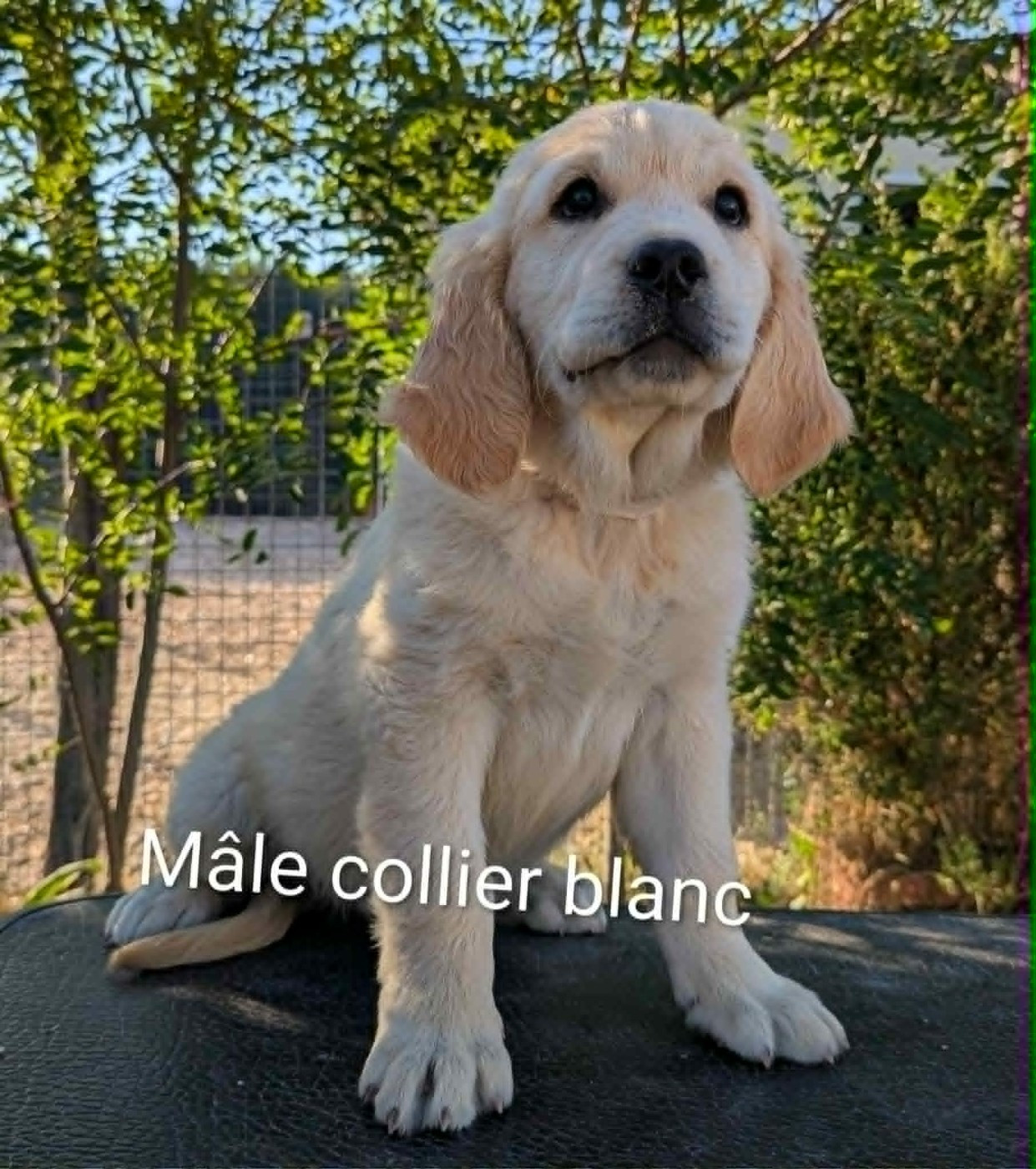 Du Domaine Charlésien - Chiots disponibles - Golden Retriever