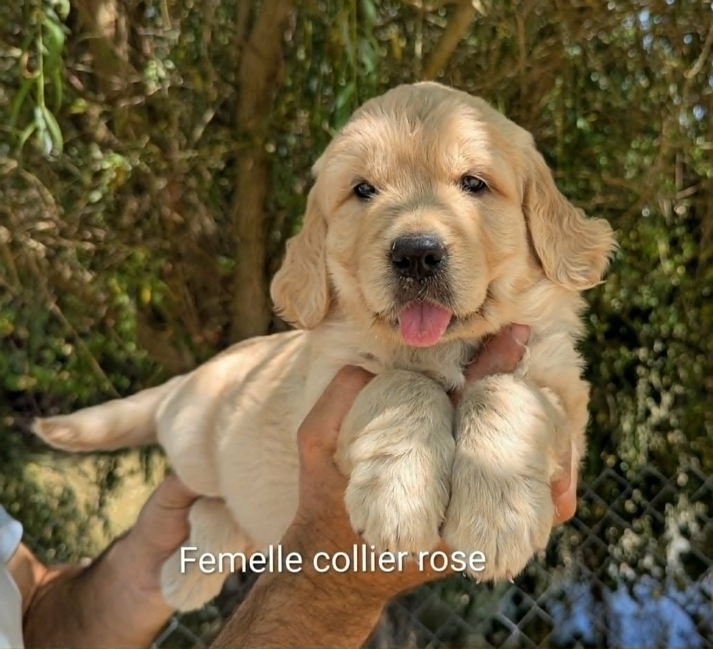 Du Domaine Charlésien - Chiots disponibles - Golden Retriever