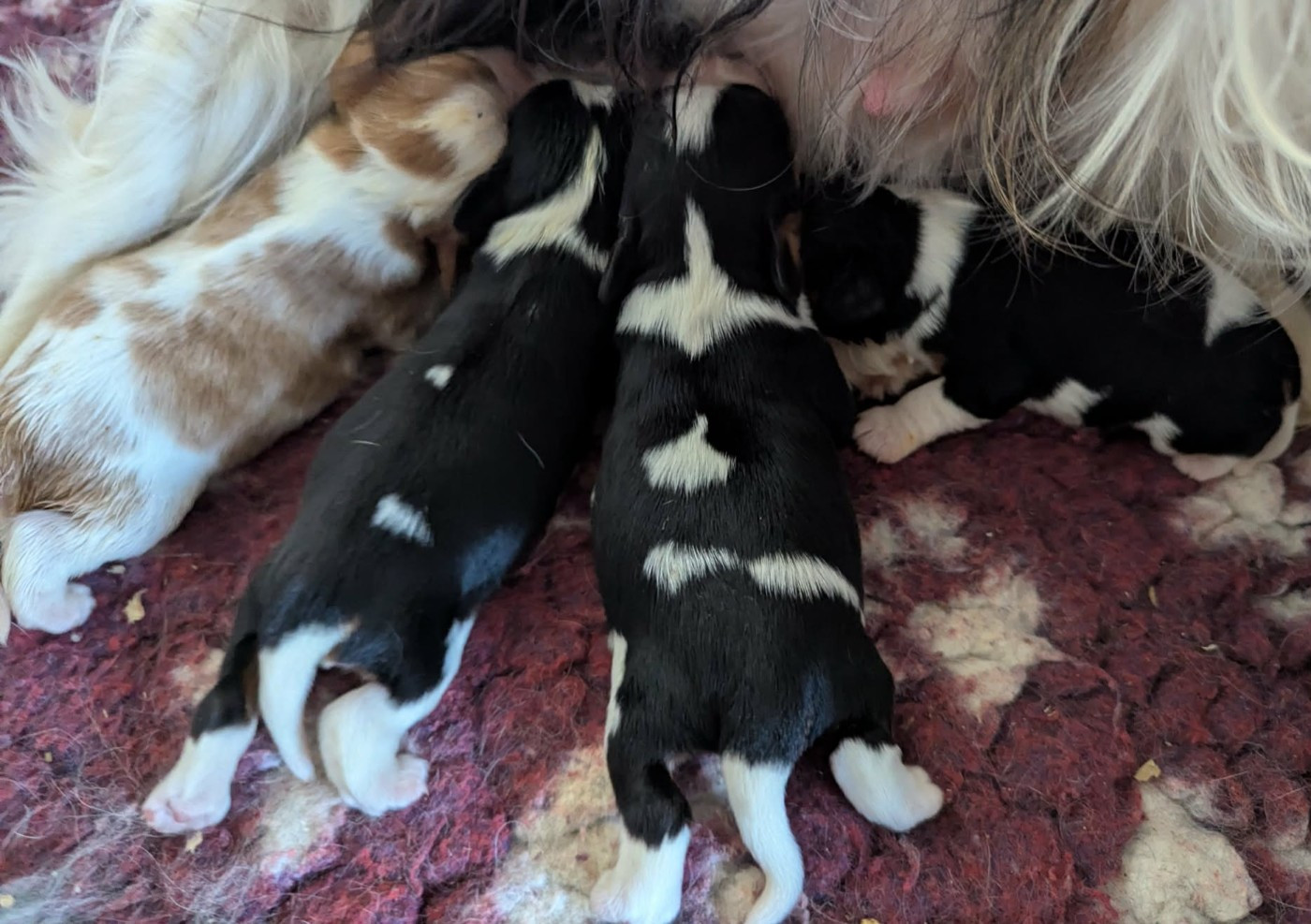 Du Domaine Charlésien - Chiots disponibles - Cavalier King Charles Spaniel