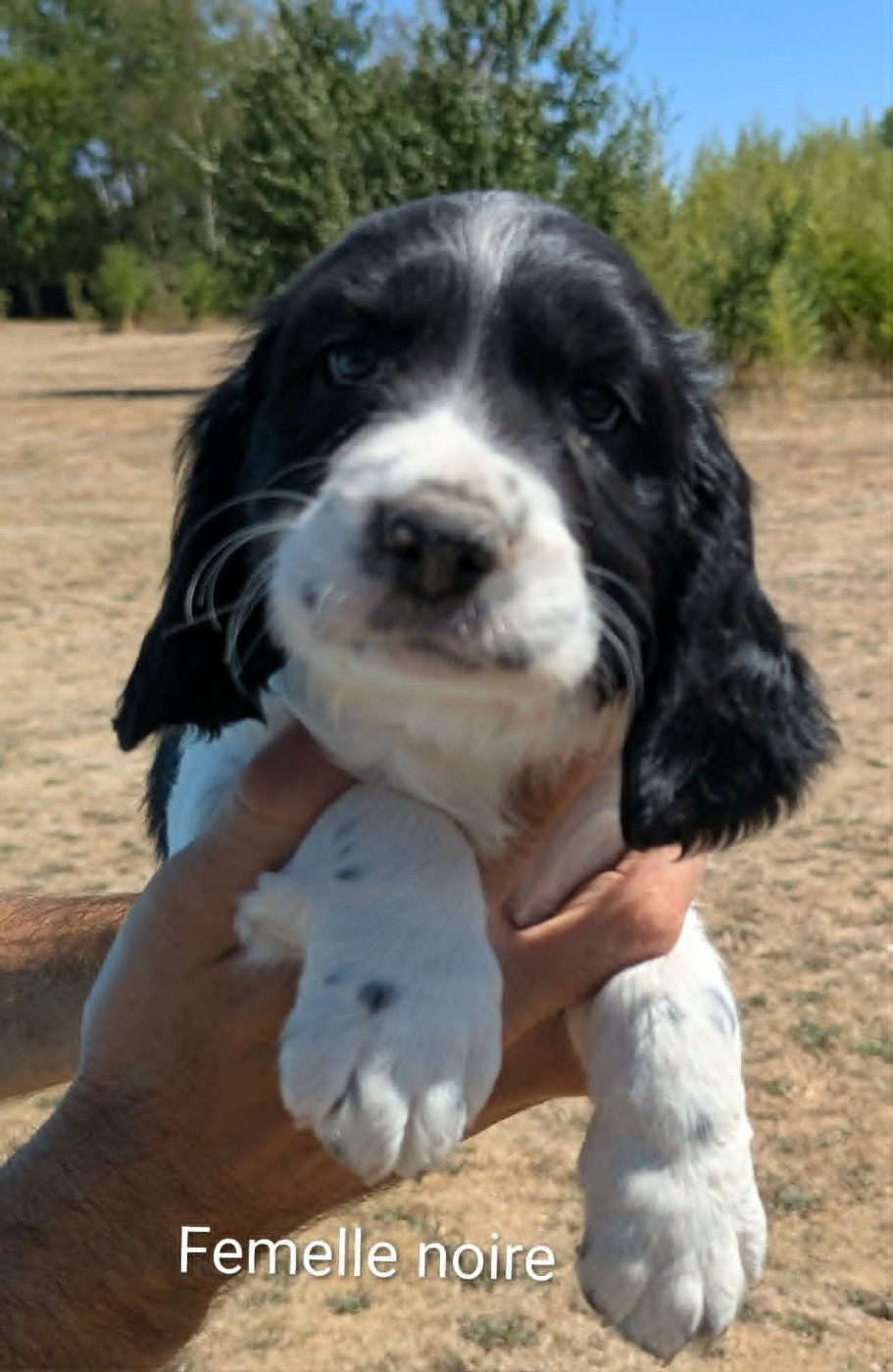 Du Domaine Charlésien - English Springer Spaniel - Portée née le 09/06/2026
