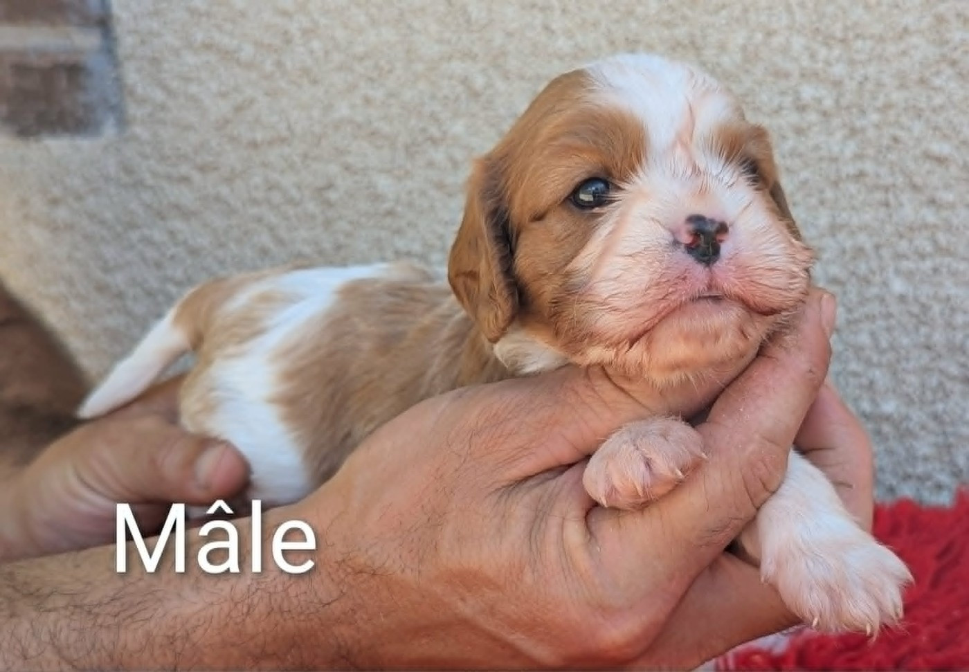 Du Domaine Charlésien - Chiots disponibles - Cavalier King Charles Spaniel