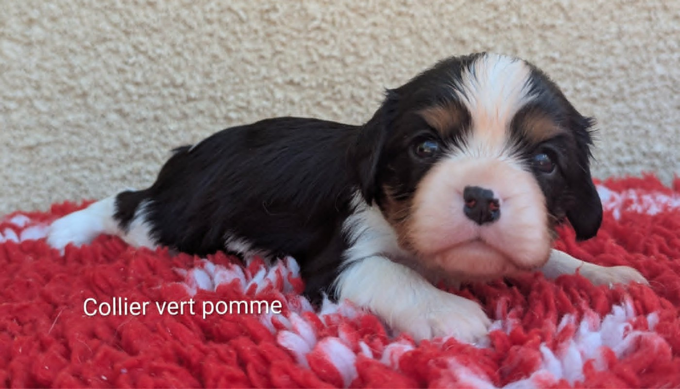Du Domaine Charlésien - Chiots disponibles - Cavalier King Charles Spaniel