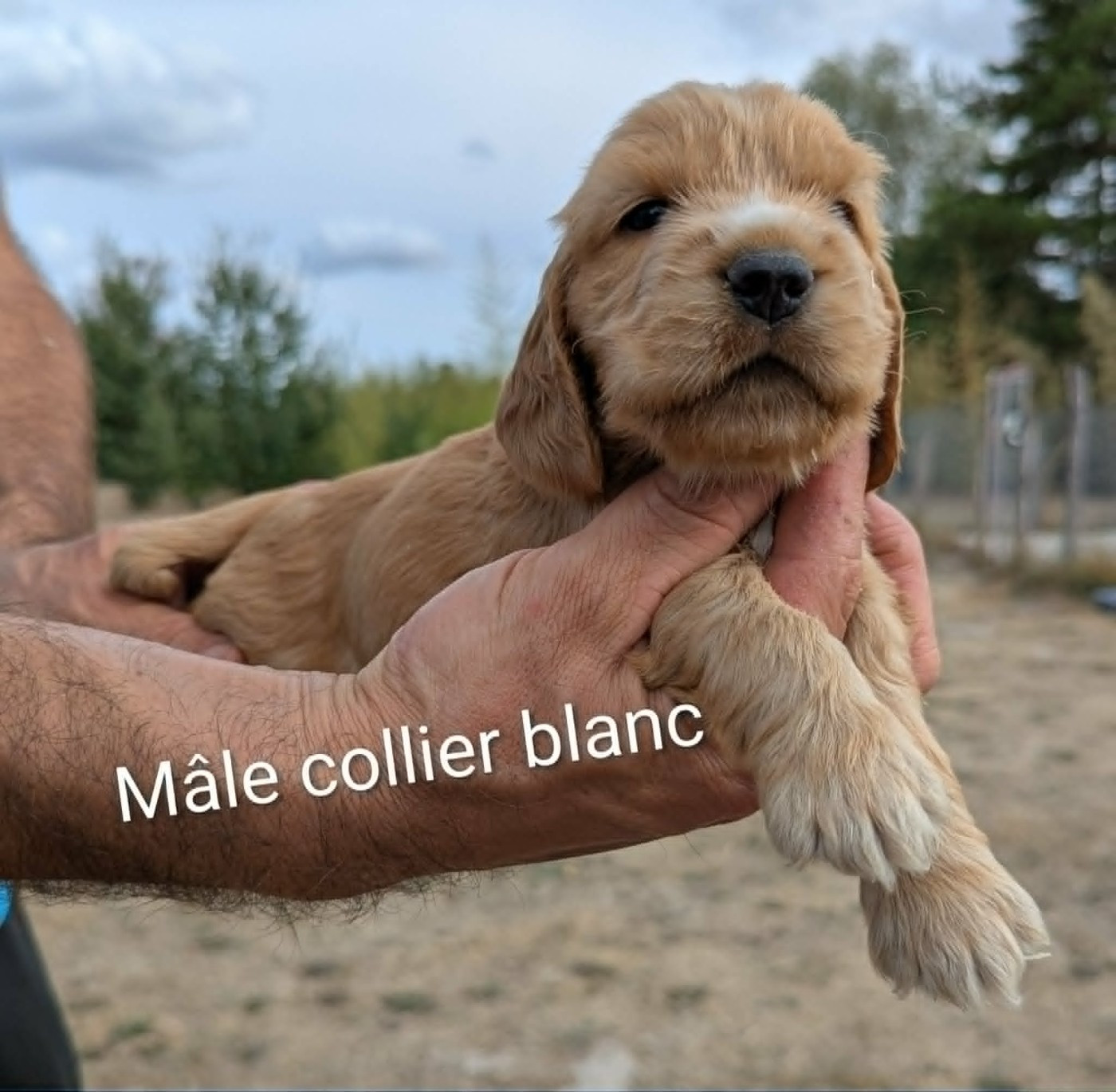 Du Domaine Charlésien - Chiots disponibles - Cocker Spaniel Anglais