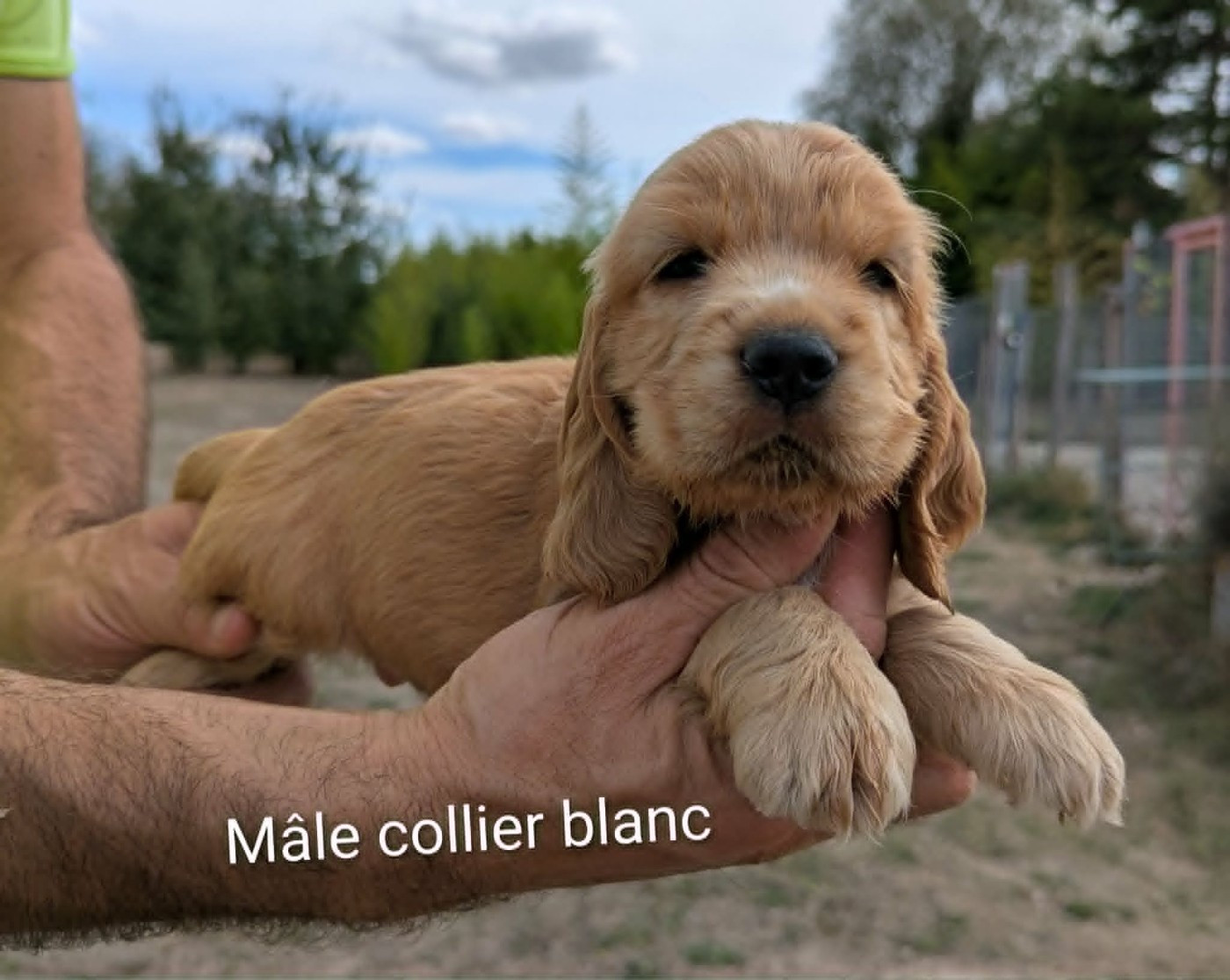 Du Domaine Charlésien - Chiots disponibles - Cocker Spaniel Anglais