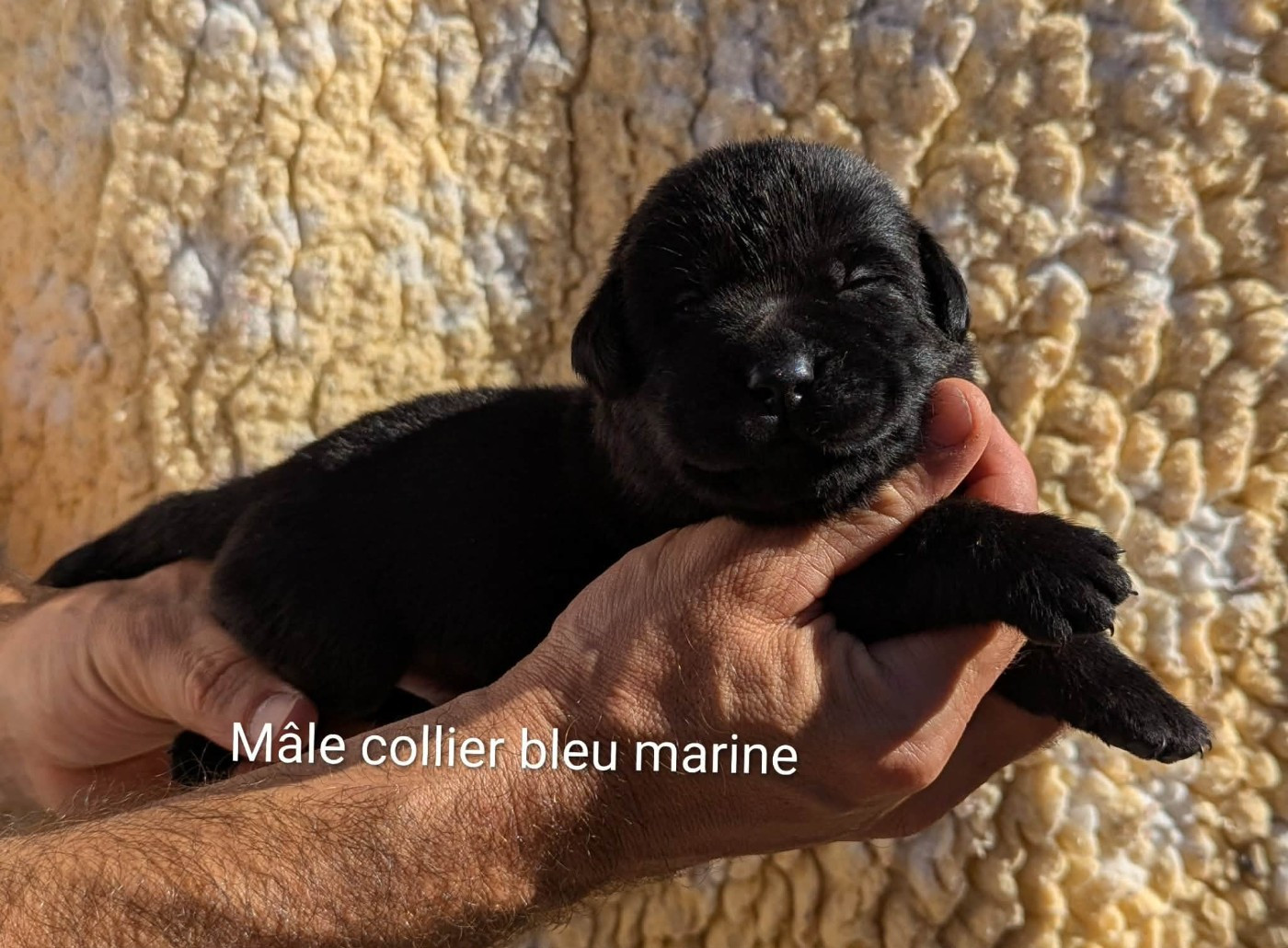 Du Domaine Charlésien - Chiots disponibles - Labrador Retriever