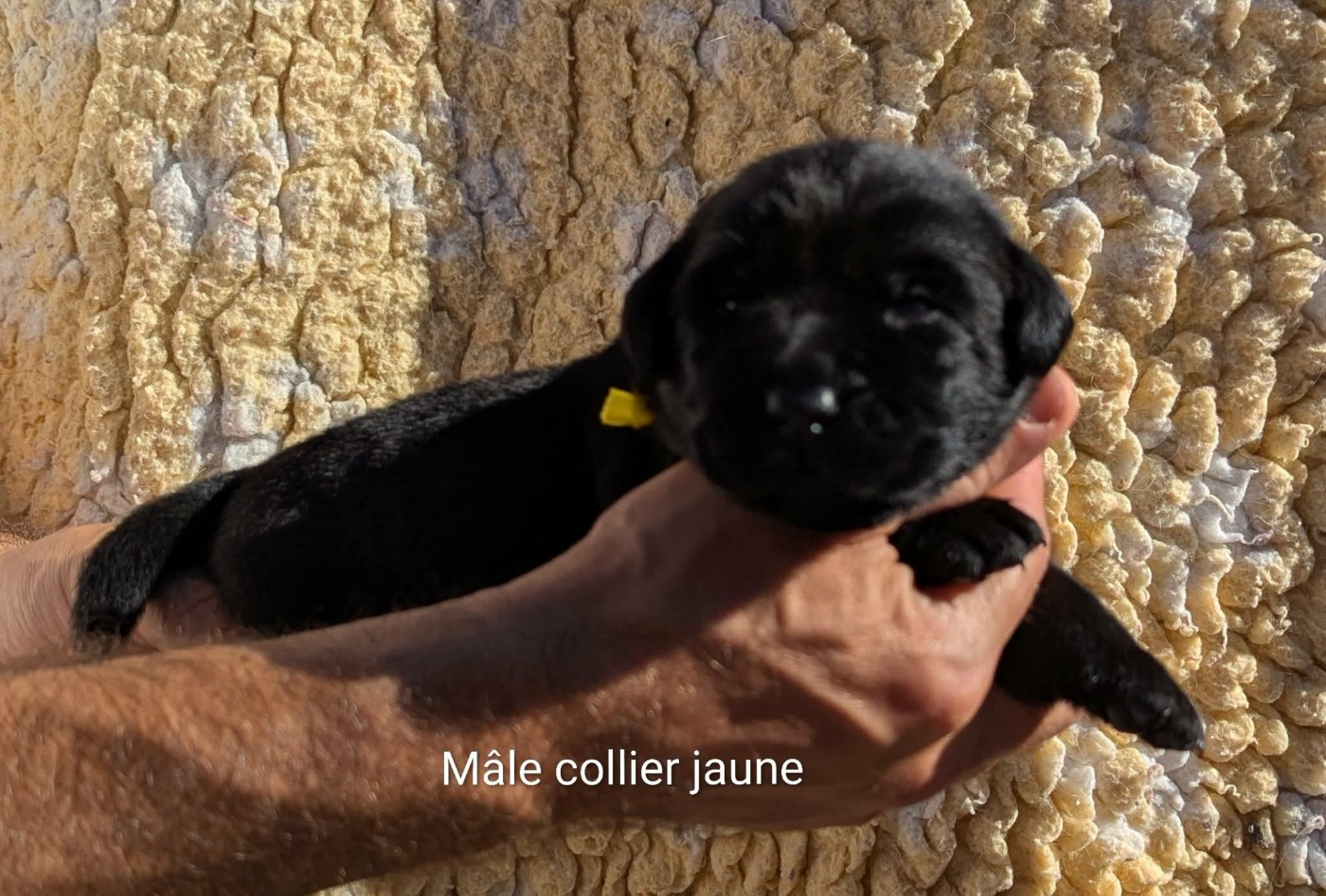 Du Domaine Charlésien - Chiots disponibles - Labrador Retriever