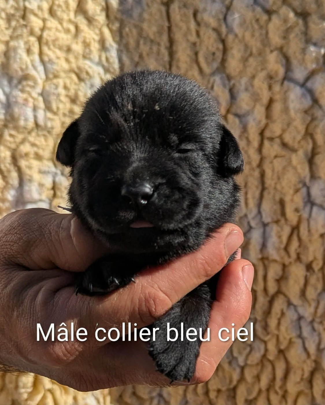 Du Domaine Charlésien - Chiots disponibles - Labrador Retriever