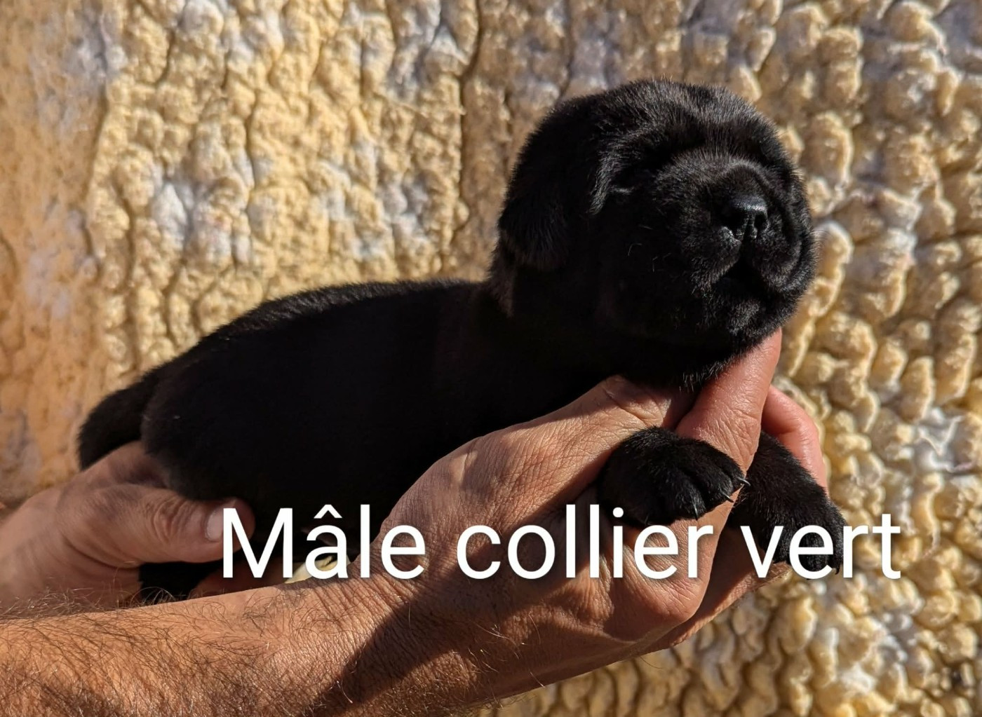 Du Domaine Charlésien - Chiots disponibles - Labrador Retriever