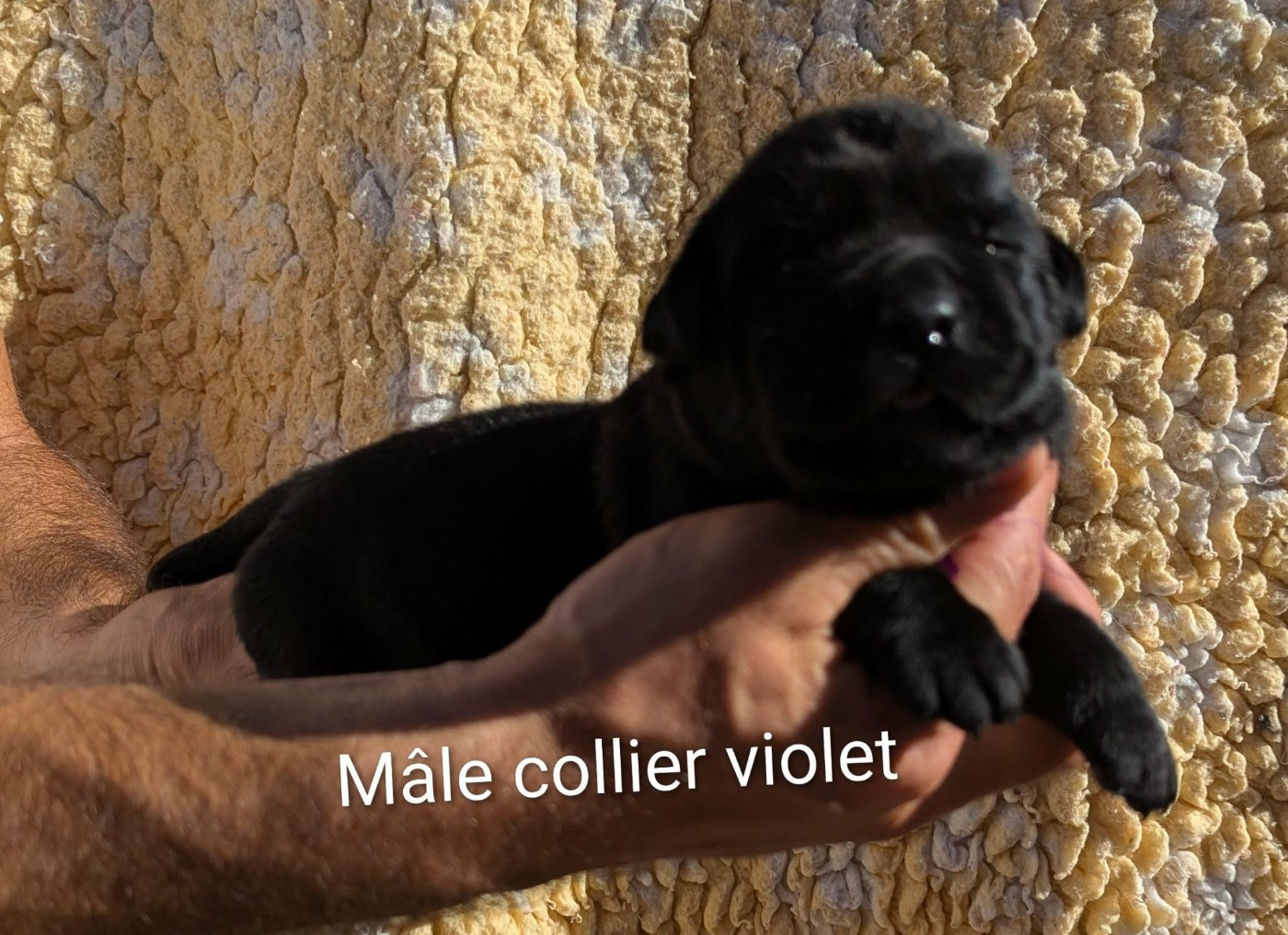 Du Domaine Charlésien - Chiots disponibles - Labrador Retriever
