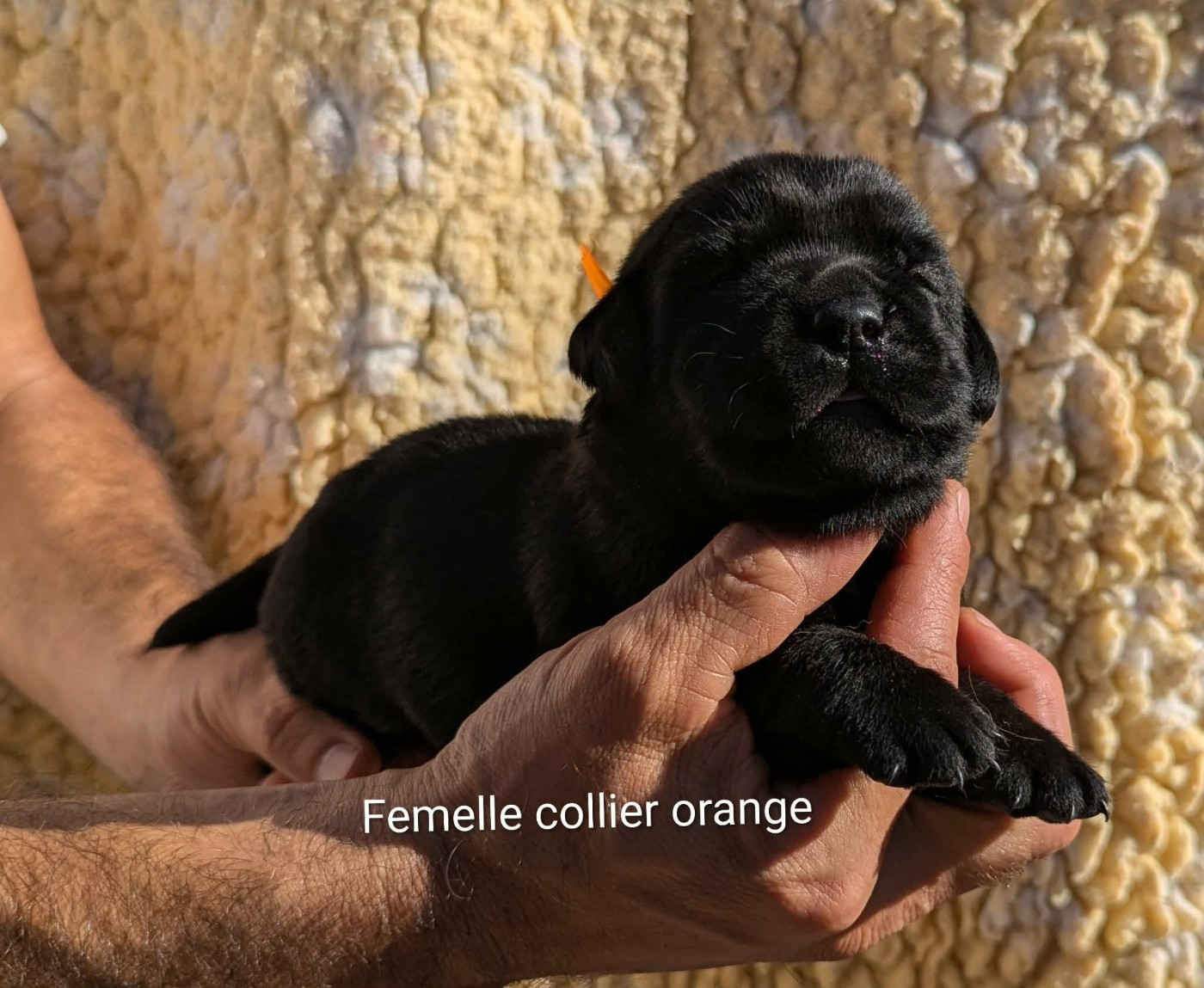 Du Domaine Charlésien - Chiots disponibles - Labrador Retriever