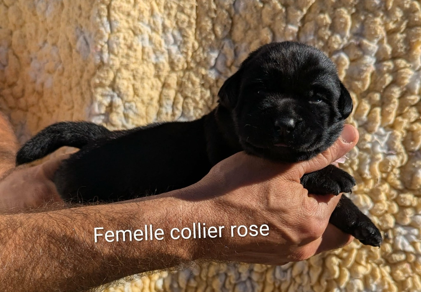Du Domaine Charlésien - Chiots disponibles - Labrador Retriever