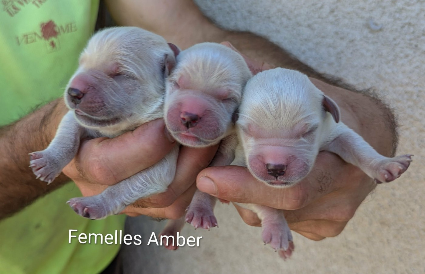 Du Domaine Charlésien - Chiots disponibles - Golden Retriever