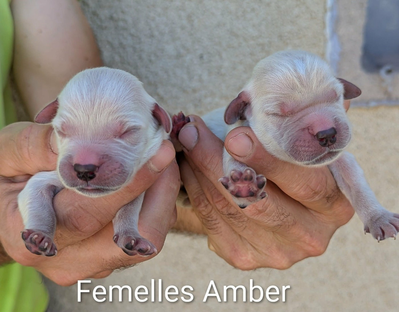 Du Domaine Charlésien - Chiots disponibles - Golden Retriever