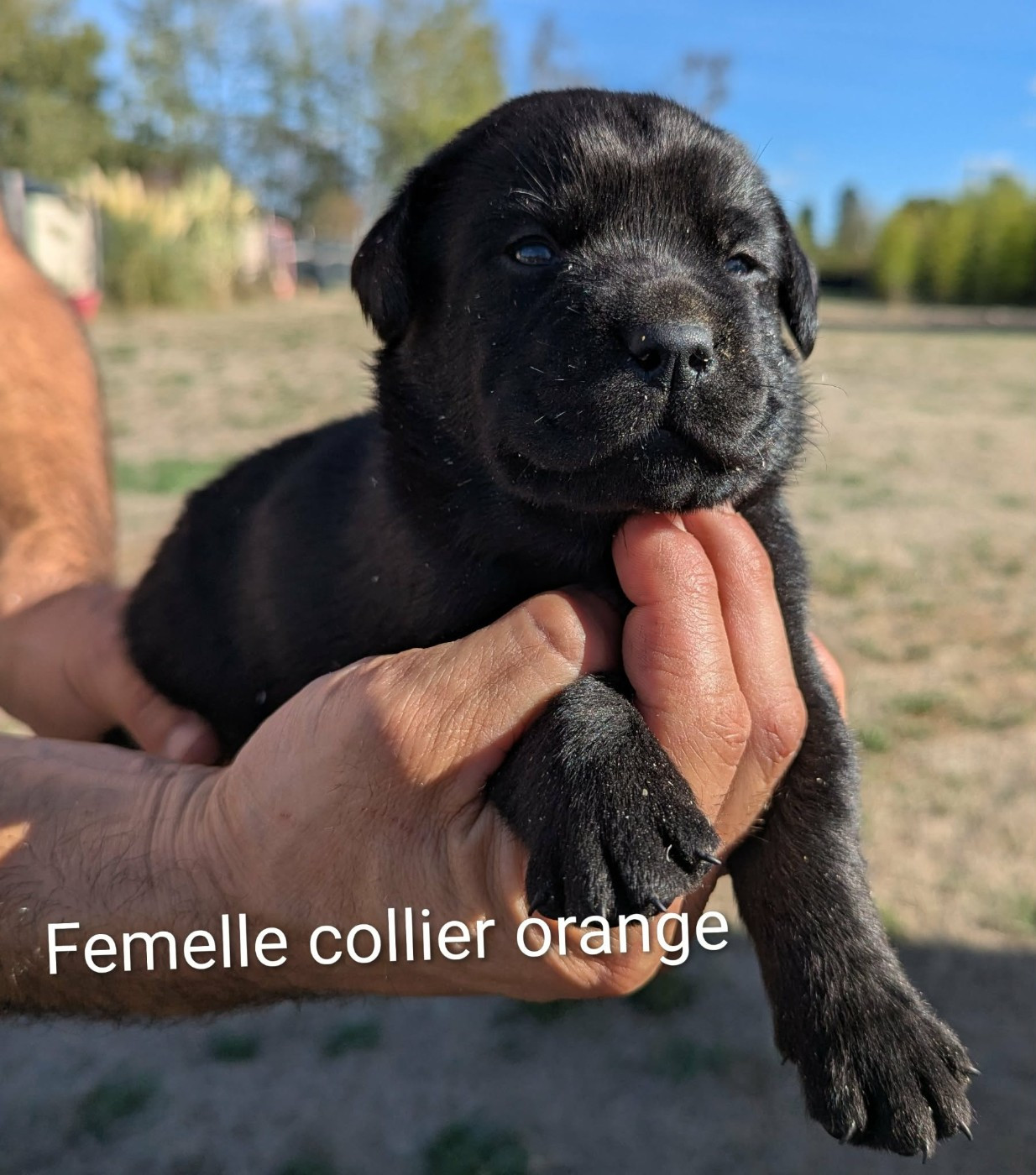 Du Domaine Charlésien - Chiots disponibles - Labrador Retriever