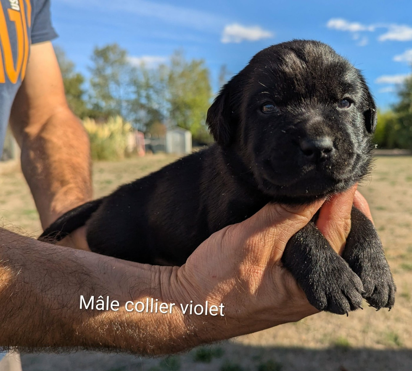 Du Domaine Charlésien - Chiots disponibles - Labrador Retriever