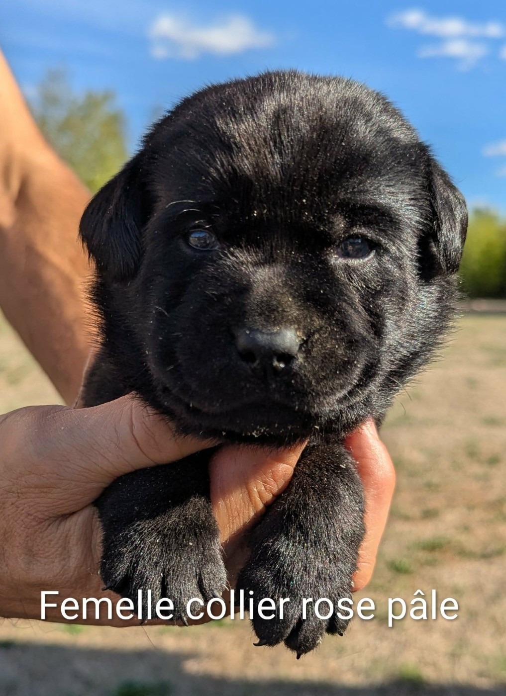 Du Domaine Charlésien - Chiots disponibles - Labrador Retriever
