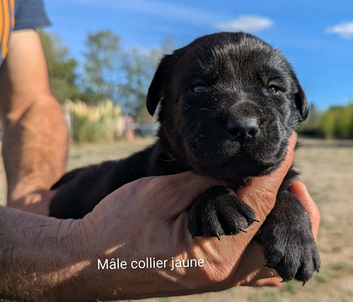 Du Domaine Charlésien - Chiots disponibles - Labrador Retriever