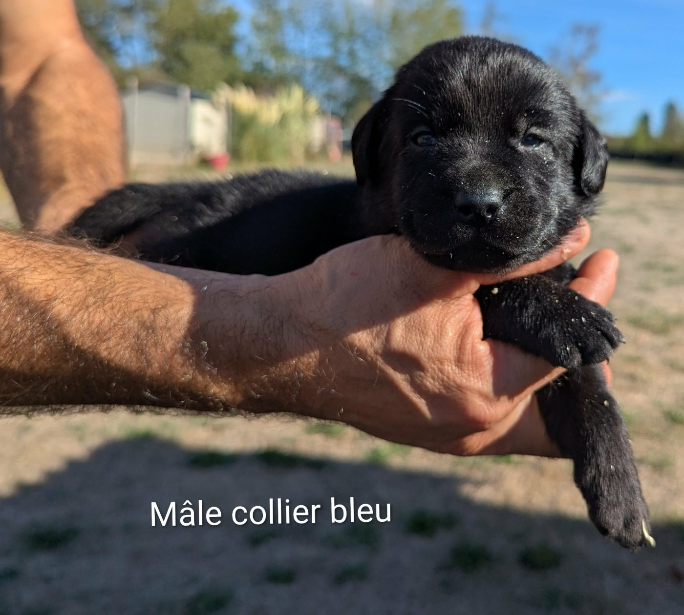 Du Domaine Charlésien - Chiots disponibles - Labrador Retriever
