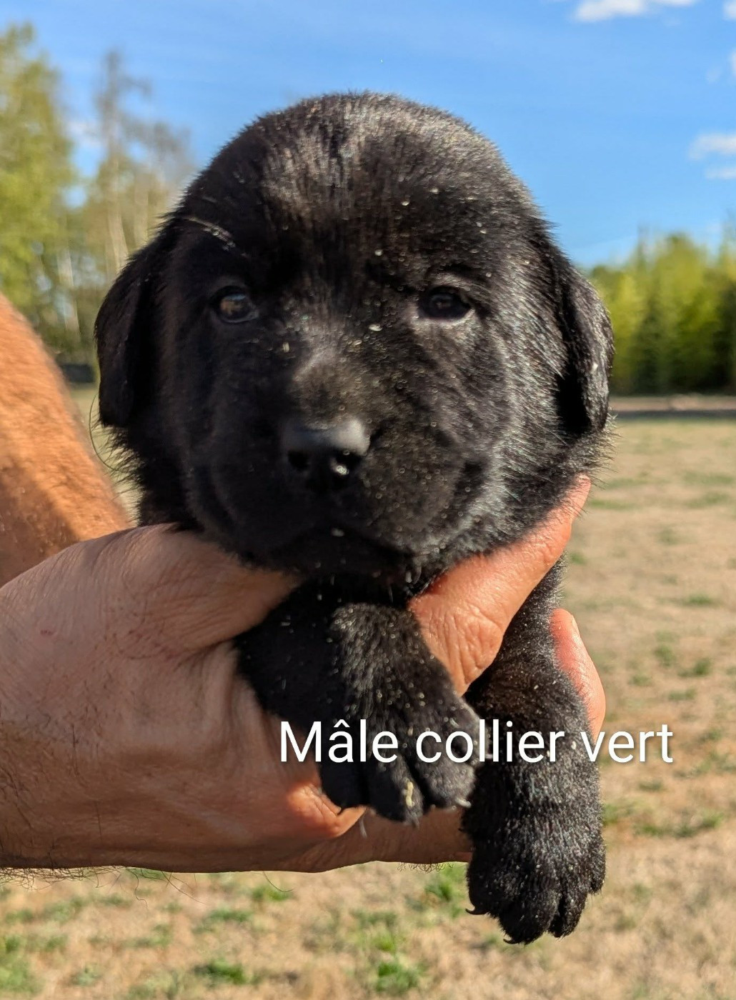 Du Domaine Charlésien - Chiots disponibles - Labrador Retriever