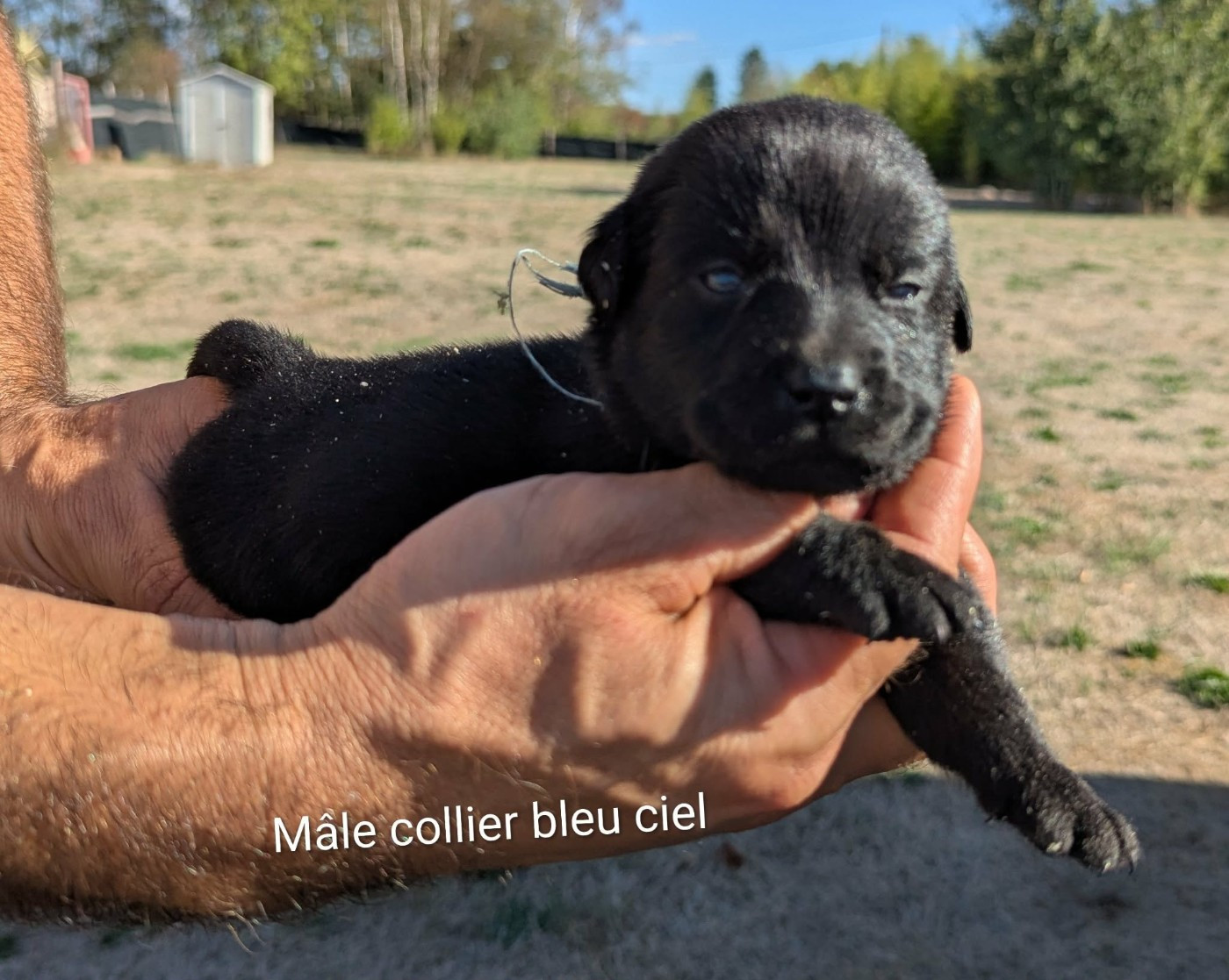 Du Domaine Charlésien - Chiots disponibles - Labrador Retriever