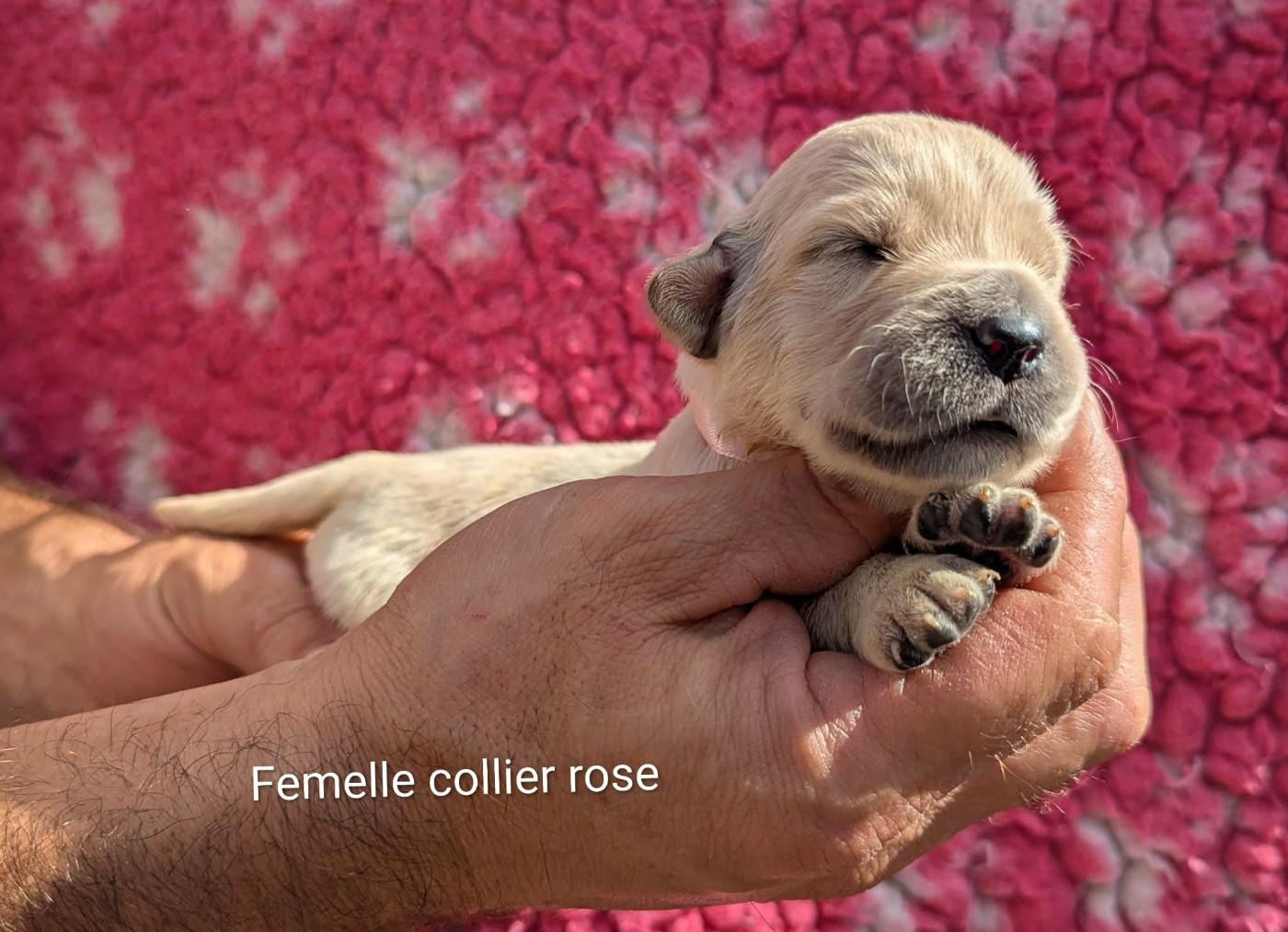 Du Domaine Charlésien - Chiots disponibles - Golden Retriever