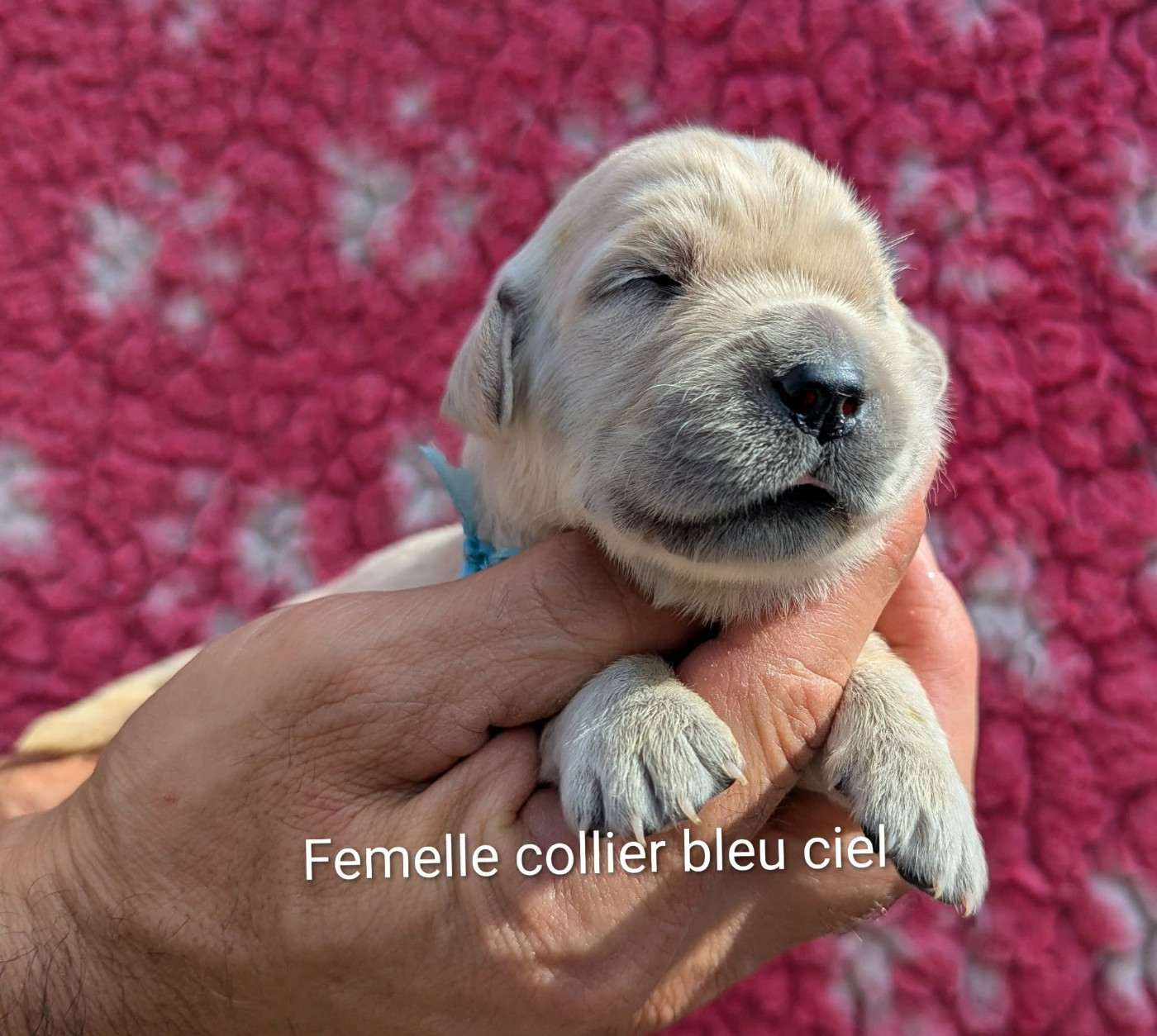 Du Domaine Charlésien - Chiots disponibles - Golden Retriever