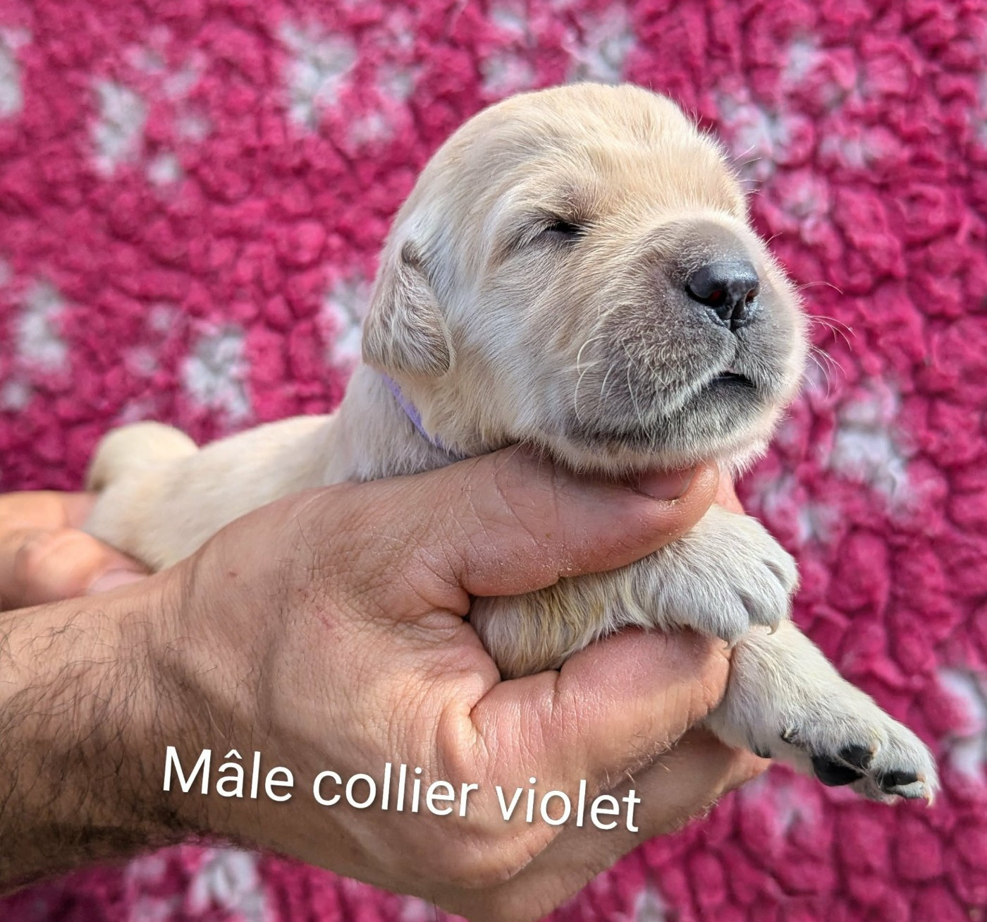 Du Domaine Charlésien - Chiots disponibles - Golden Retriever