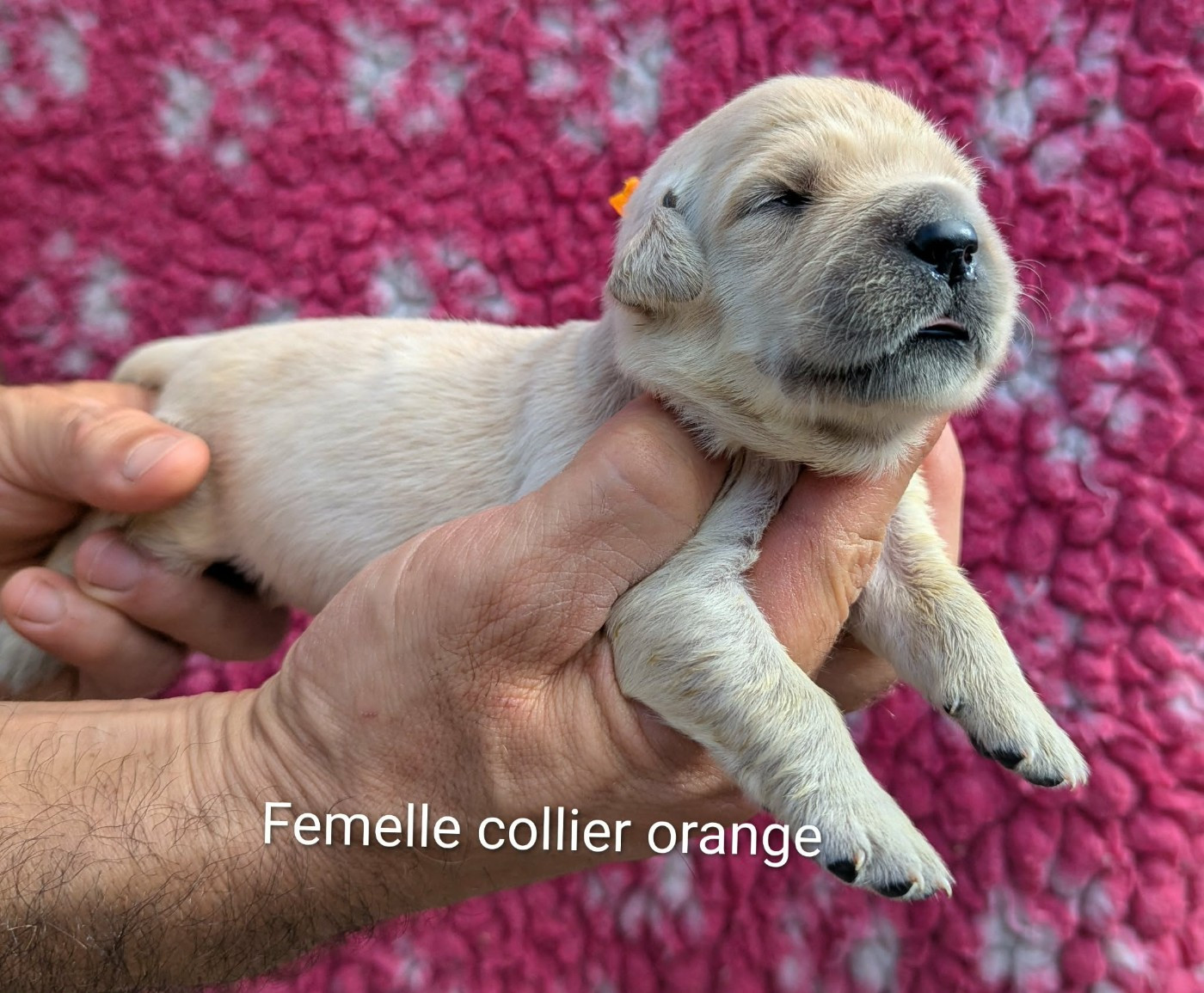 Du Domaine Charlésien - Chiots disponibles - Golden Retriever