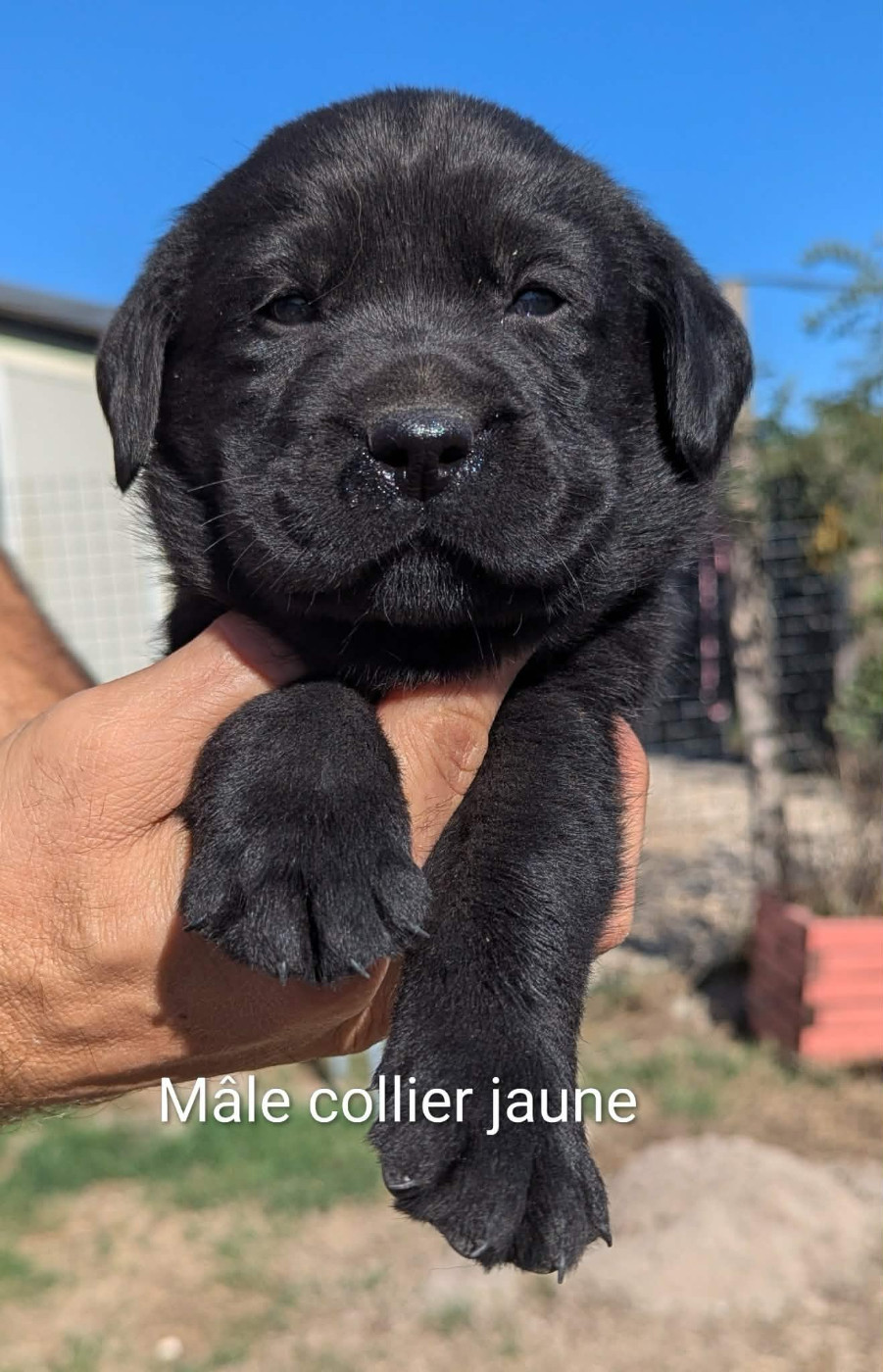 Du Domaine Charlésien - Chiots disponibles - Labrador Retriever