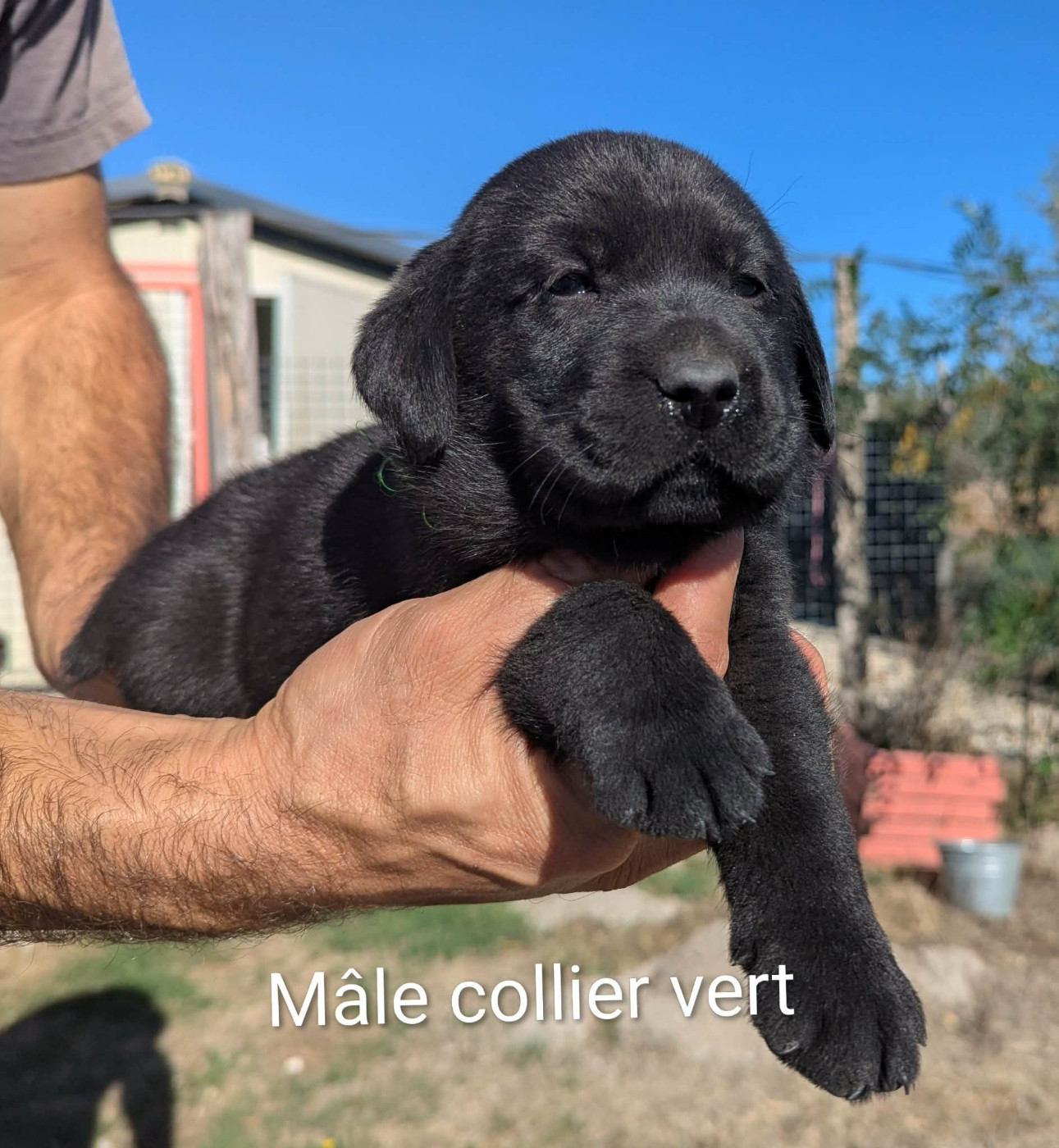 Du Domaine Charlésien - Chiots disponibles - Labrador Retriever