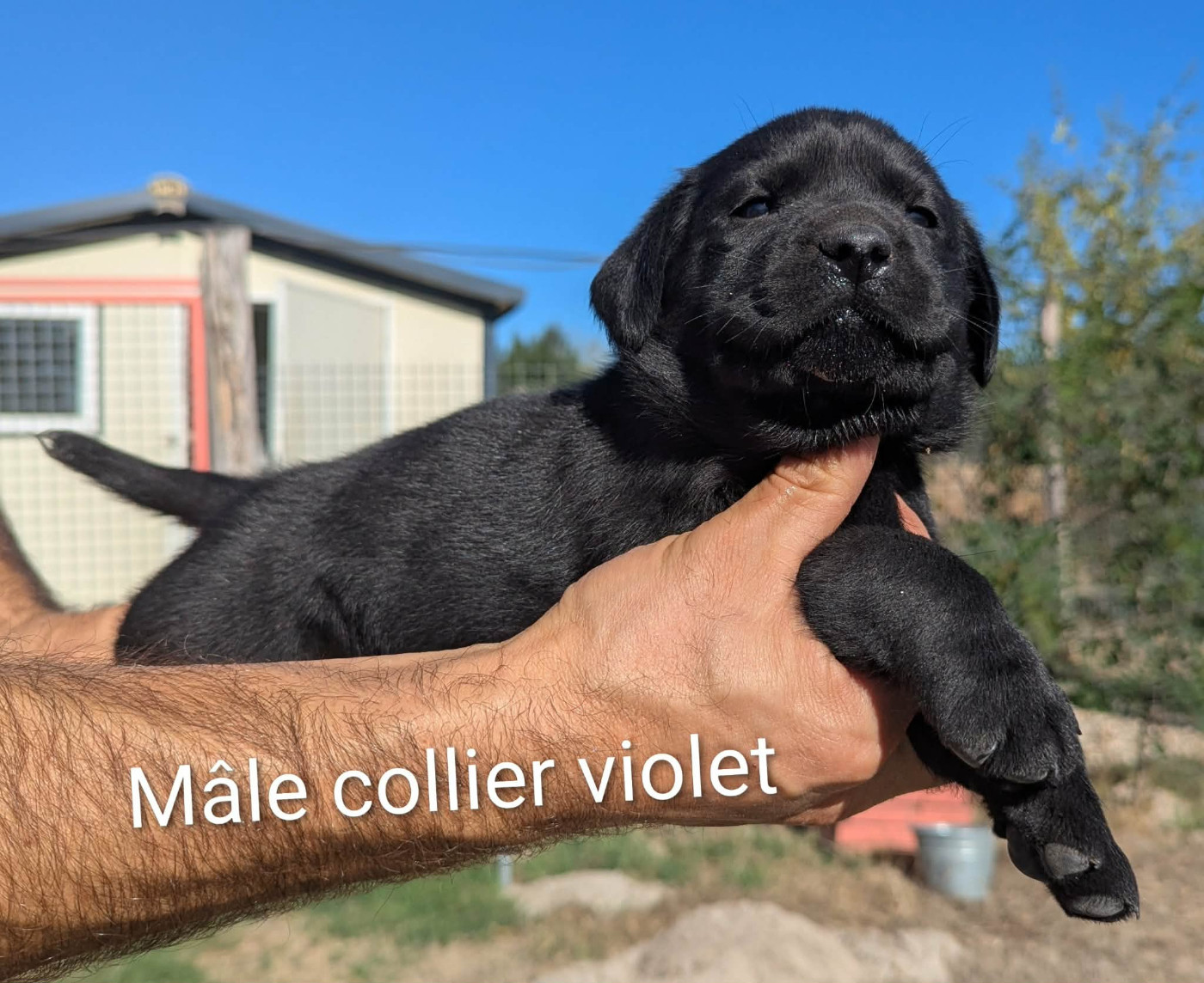 Du Domaine Charlésien - Chiots disponibles - Labrador Retriever