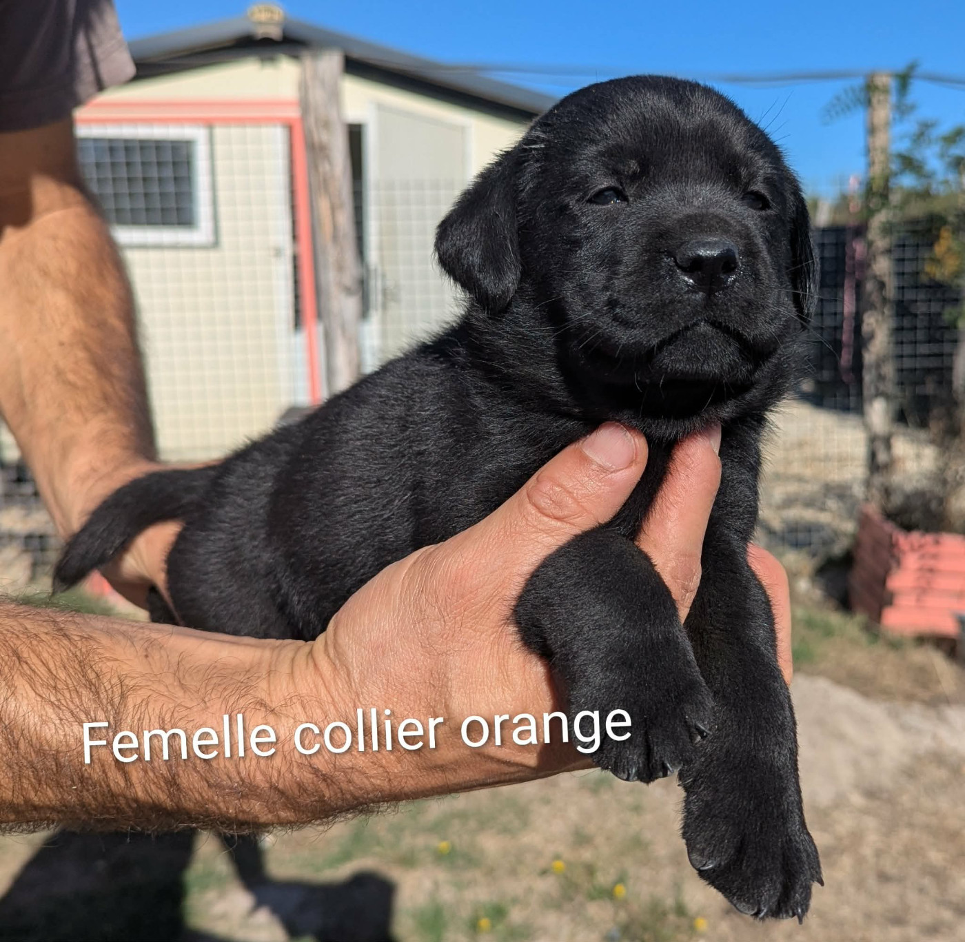 Du Domaine Charlésien - Chiots disponibles - Labrador Retriever