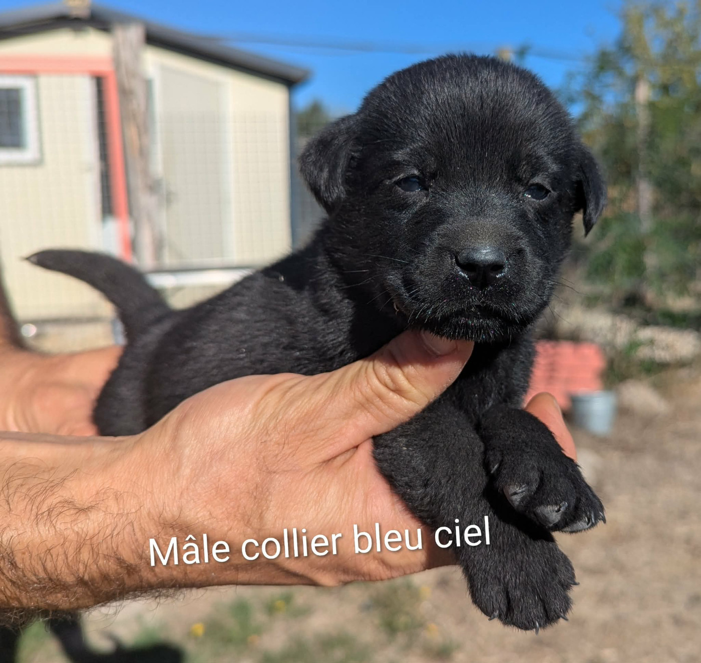 Du Domaine Charlésien - Chiots disponibles - Labrador Retriever