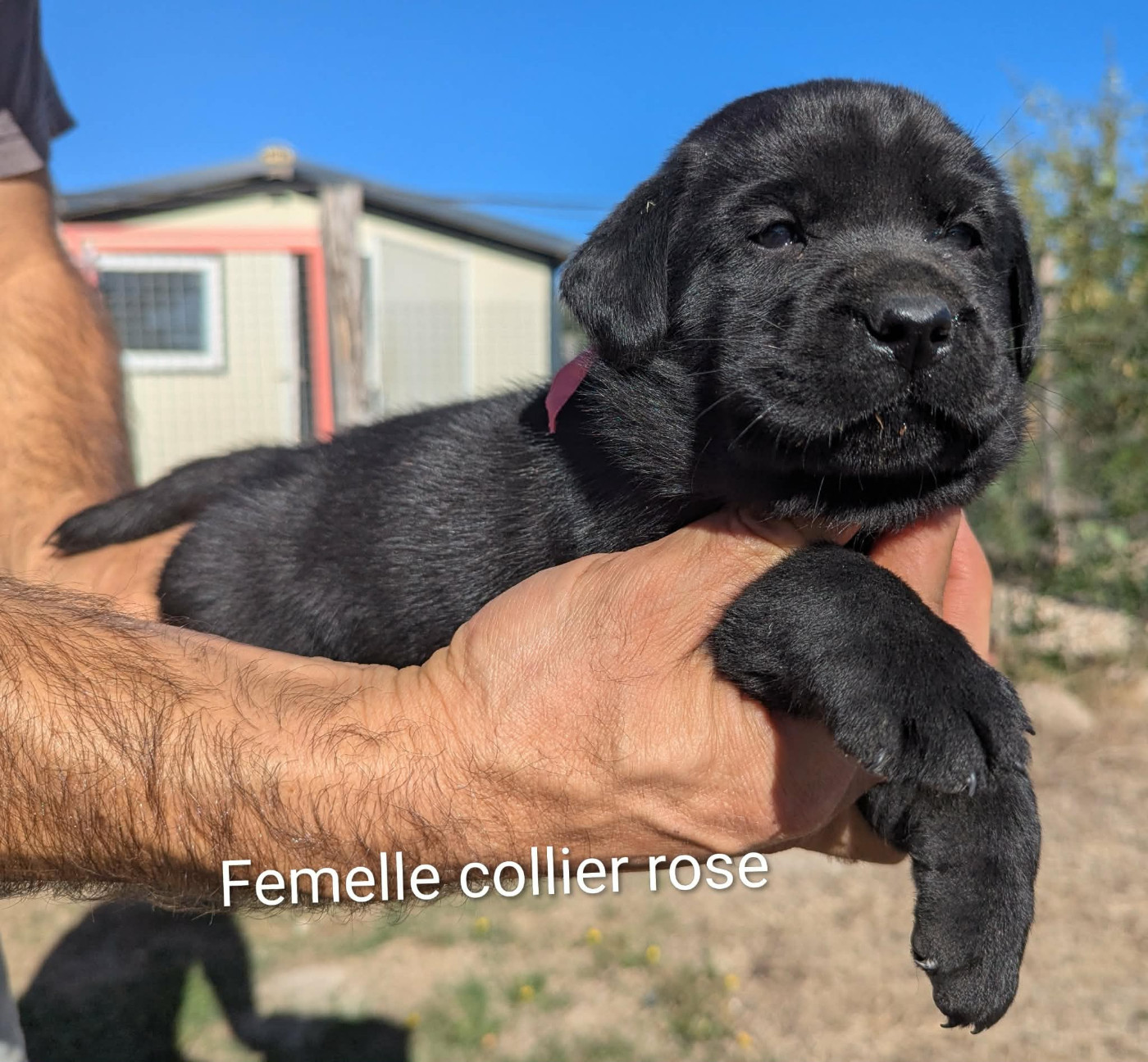 Du Domaine Charlésien - Chiots disponibles - Labrador Retriever