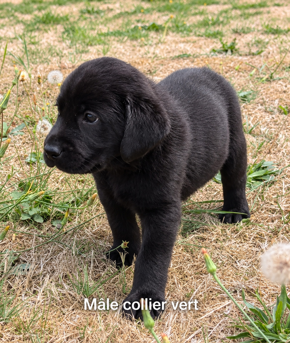 Du Domaine Charlésien - Chiots disponibles - Labrador Retriever