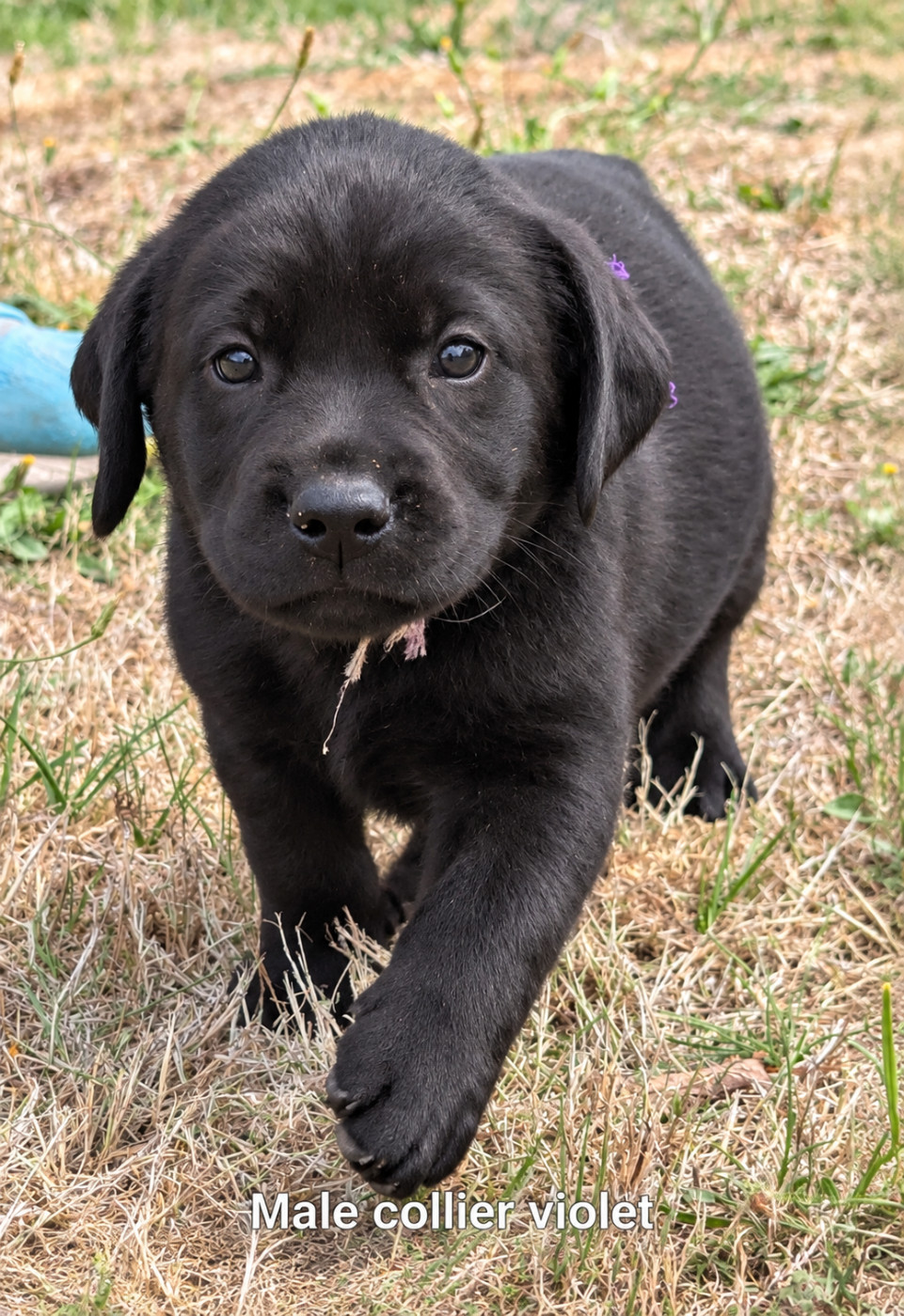 Du Domaine Charlésien - Chiots disponibles - Labrador Retriever