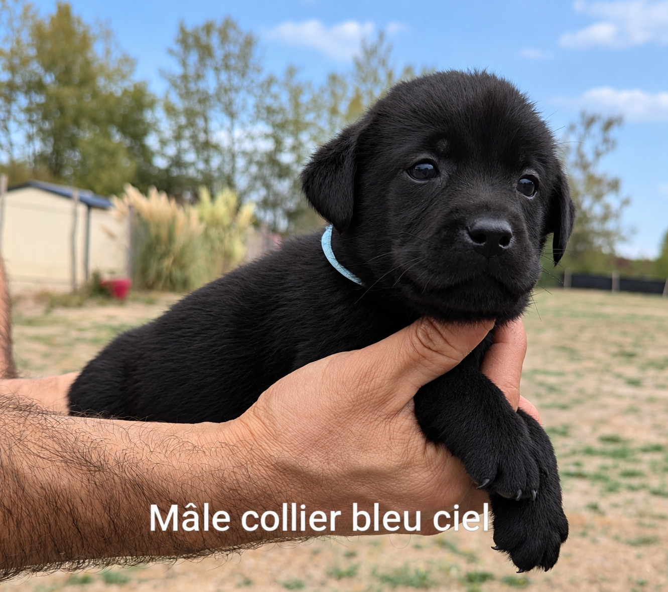 Du Domaine Charlésien - Chiots disponibles - Labrador Retriever
