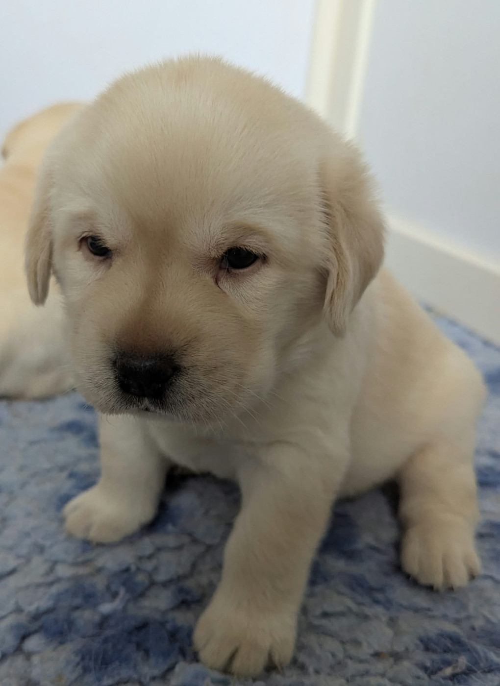 Du Domaine Charlésien - Chiots disponibles - Labrador Retriever