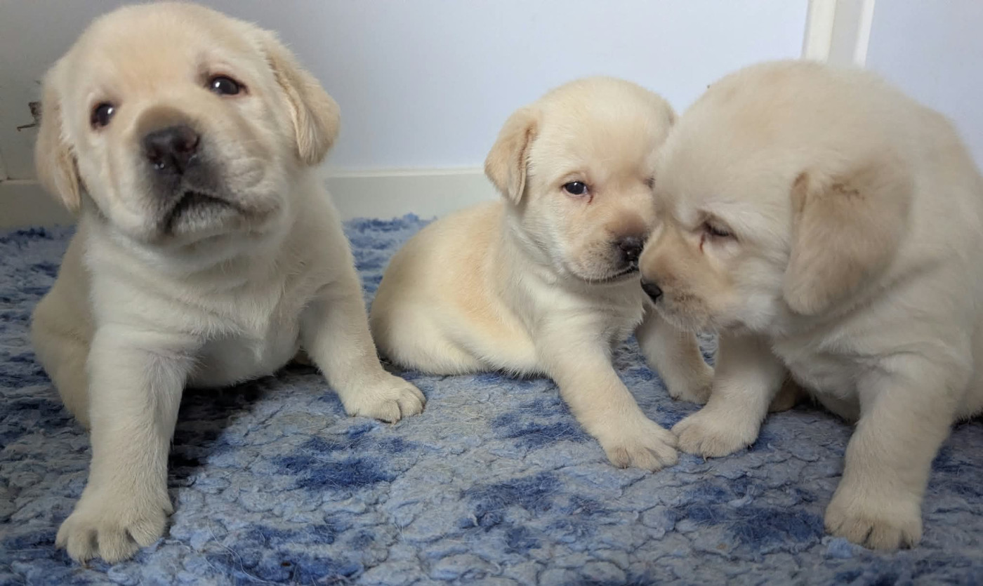 Du Domaine Charlésien - Chiots disponibles - Labrador Retriever
