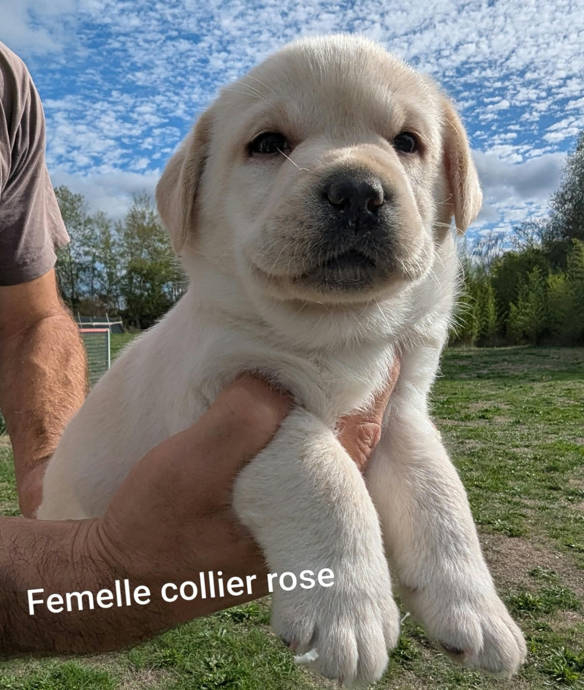 Du Domaine Charlésien - Chiots disponibles - Labrador Retriever