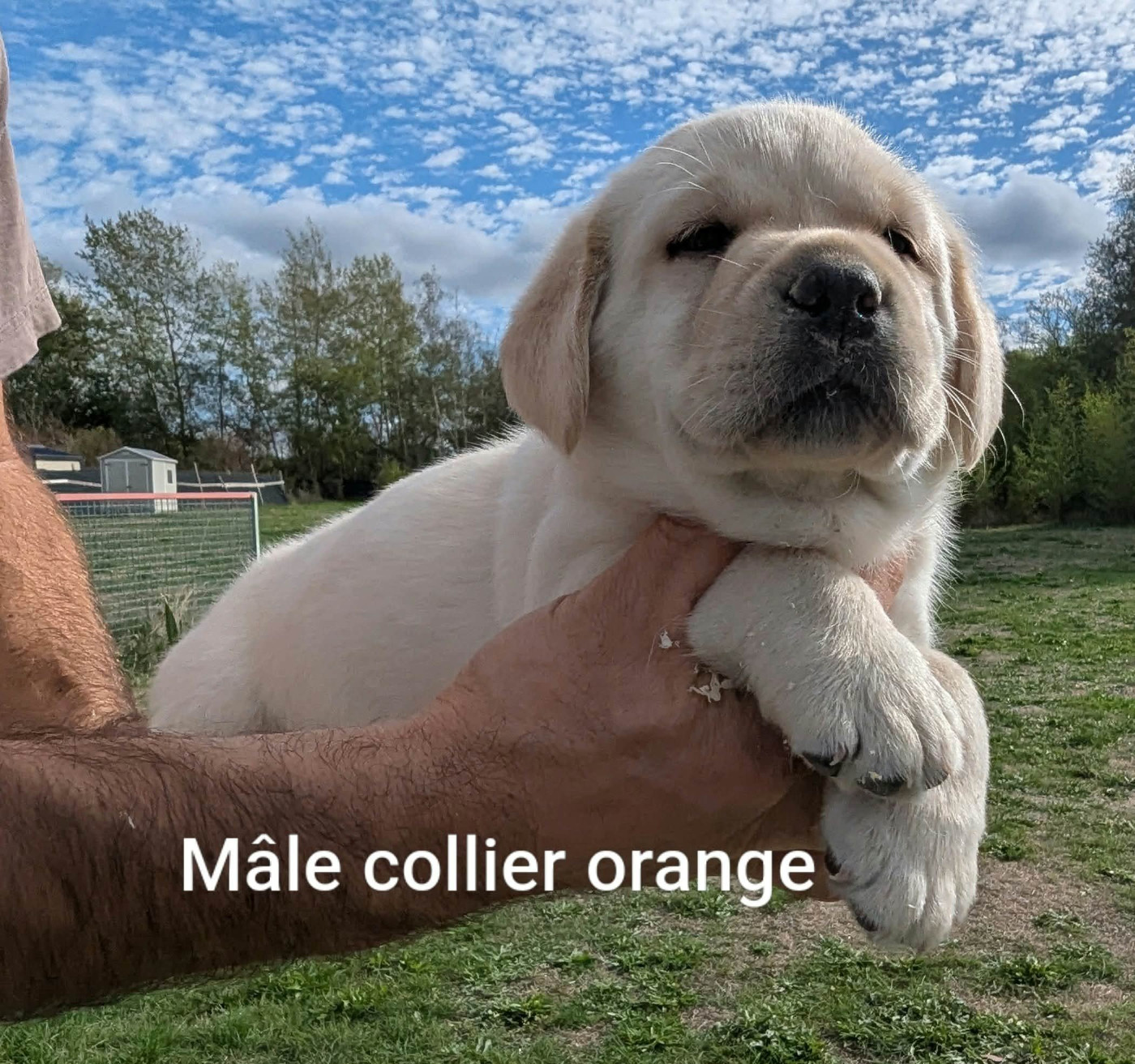 Du Domaine Charlésien - Chiots disponibles - Labrador Retriever