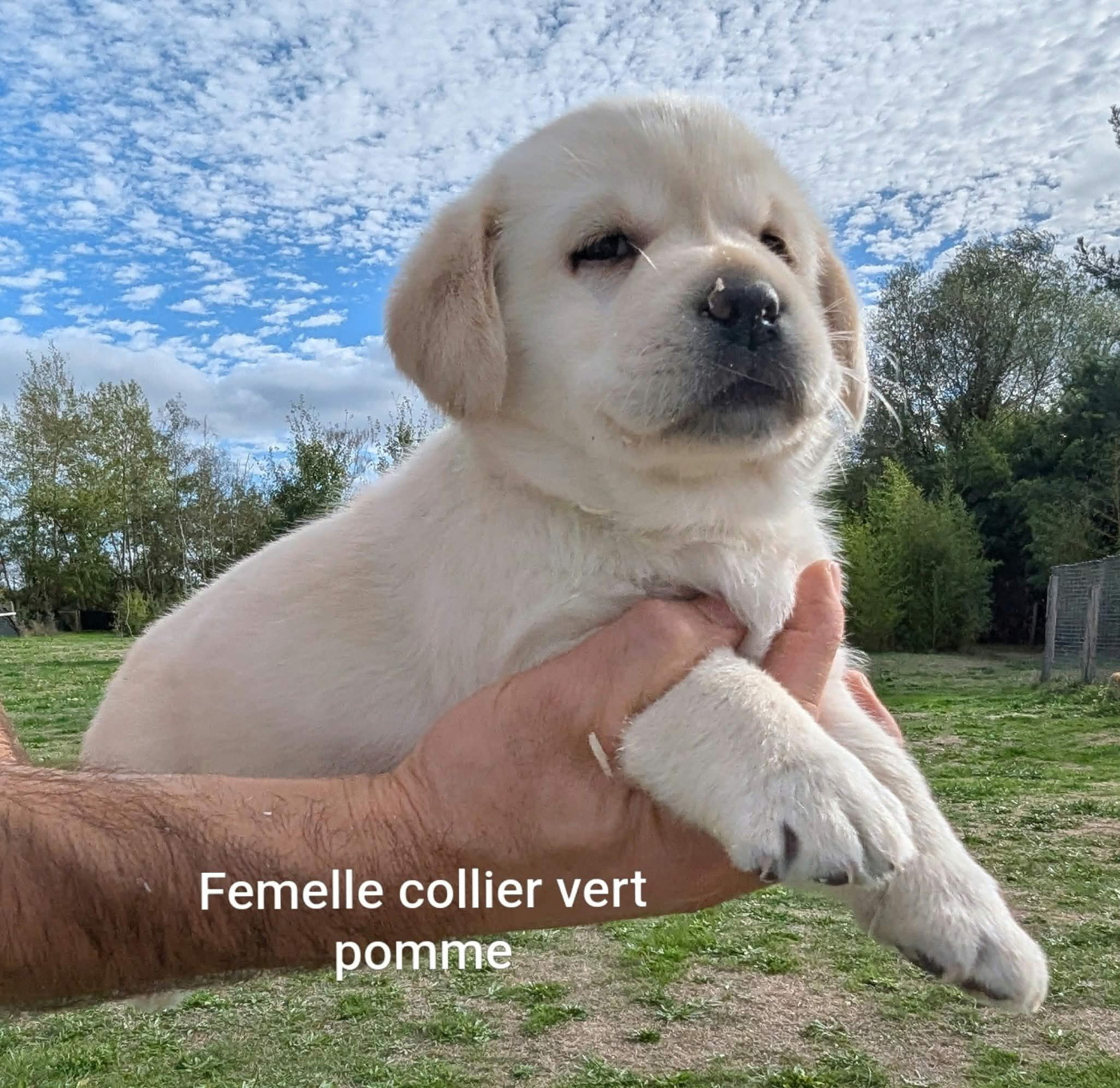 Du Domaine Charlésien - Chiots disponibles - Labrador Retriever