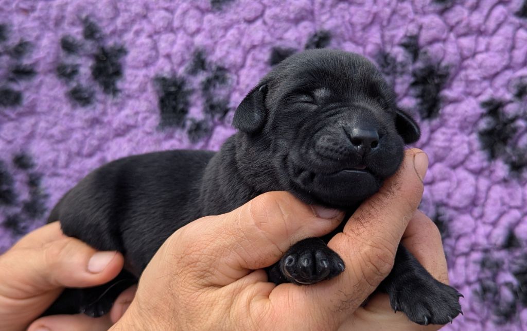 Du Domaine Charlésien - Chiots disponibles - Labrador Retriever